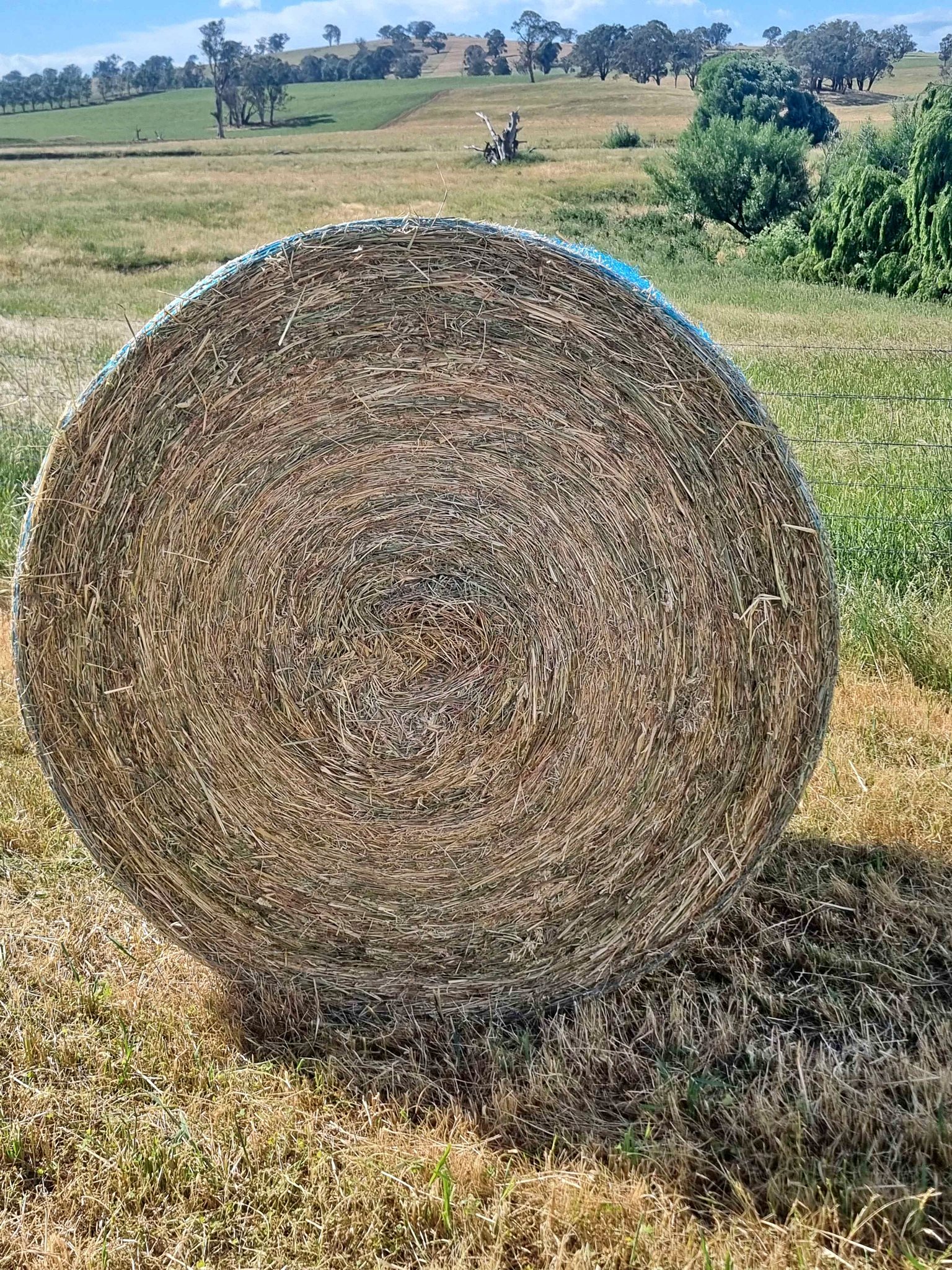 Oatern hay 5x4 beautiful tight bales bailed 25th November 2025 ...