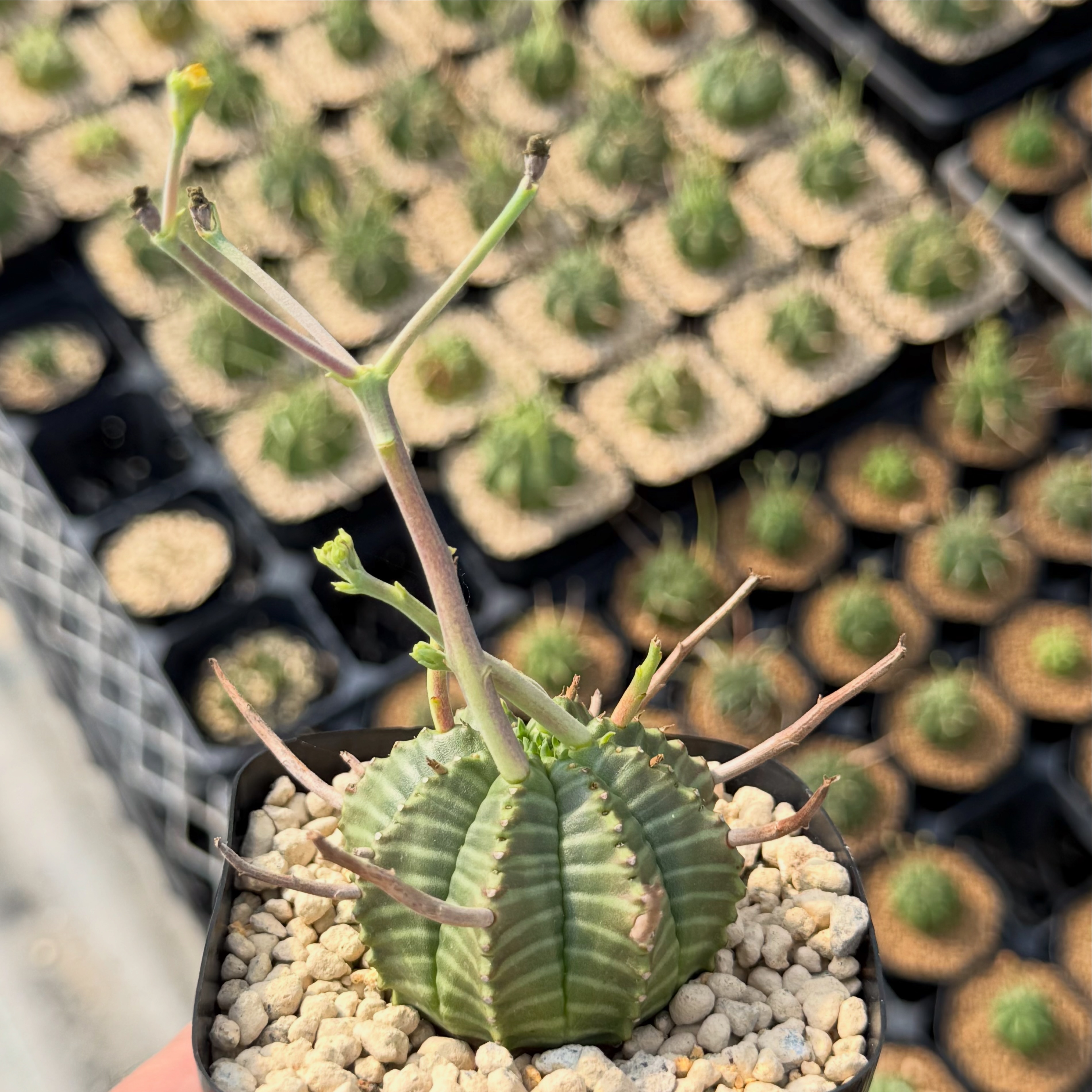 ユーフォルビア ポンデローサ 実生 Euphorbia ponderosa 接木で作