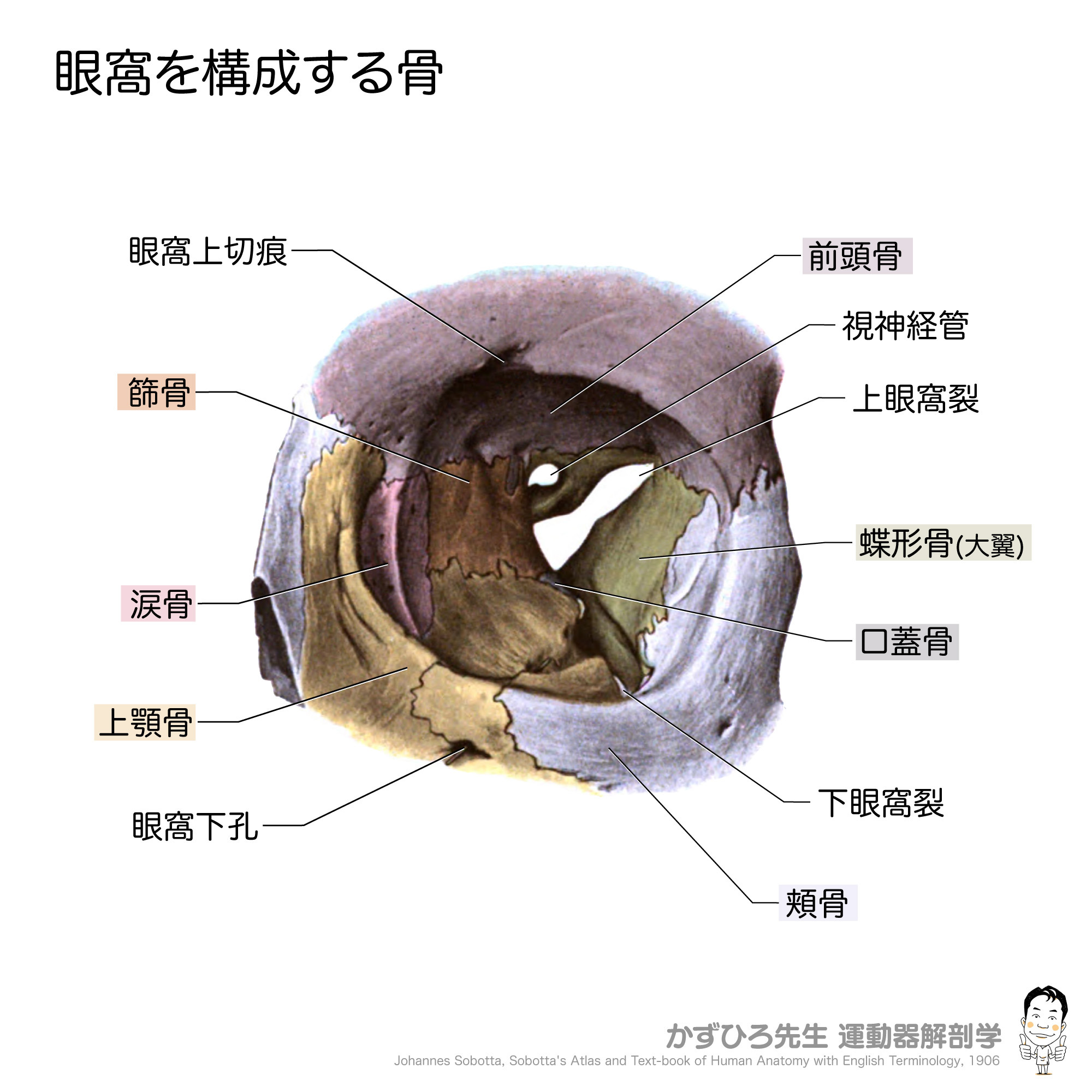 かずひろ先生の【徹底的国試対策】解剖学 - 【大唾液腺】 #顎下腺 , #舌下腺 ： #舌下小丘 （ #口腔底 ）に開口 #顔面神経 支配 ...