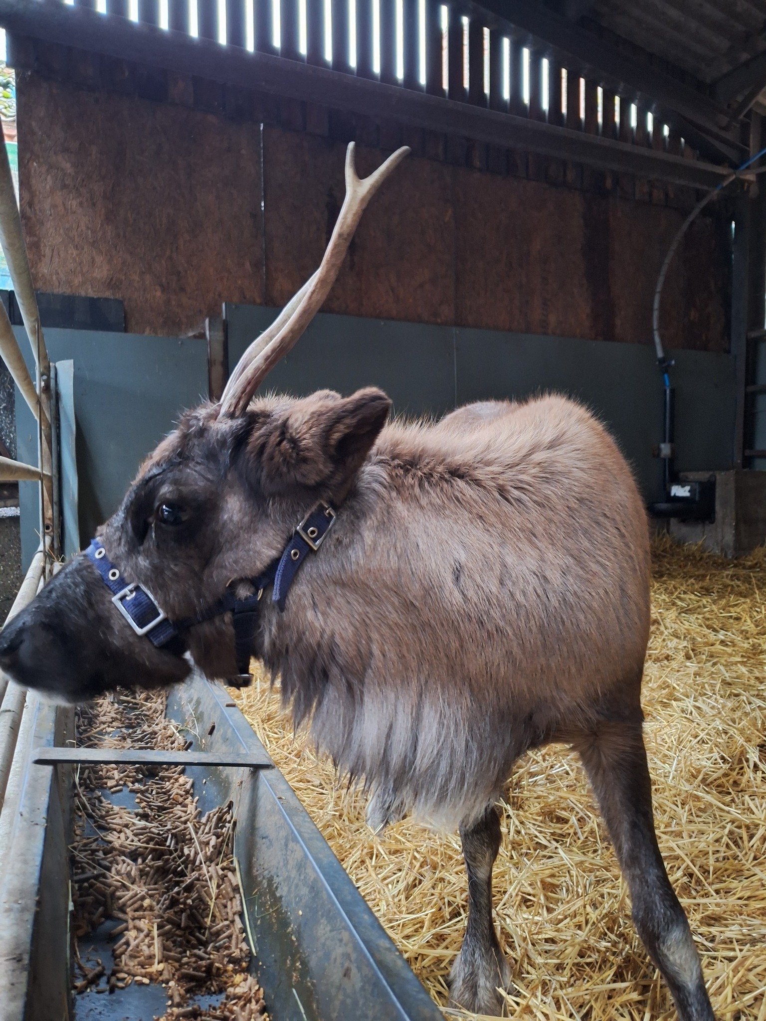 Haughton - Rudolph Small but swift, Rudolph is the youngest of Santa’s ...