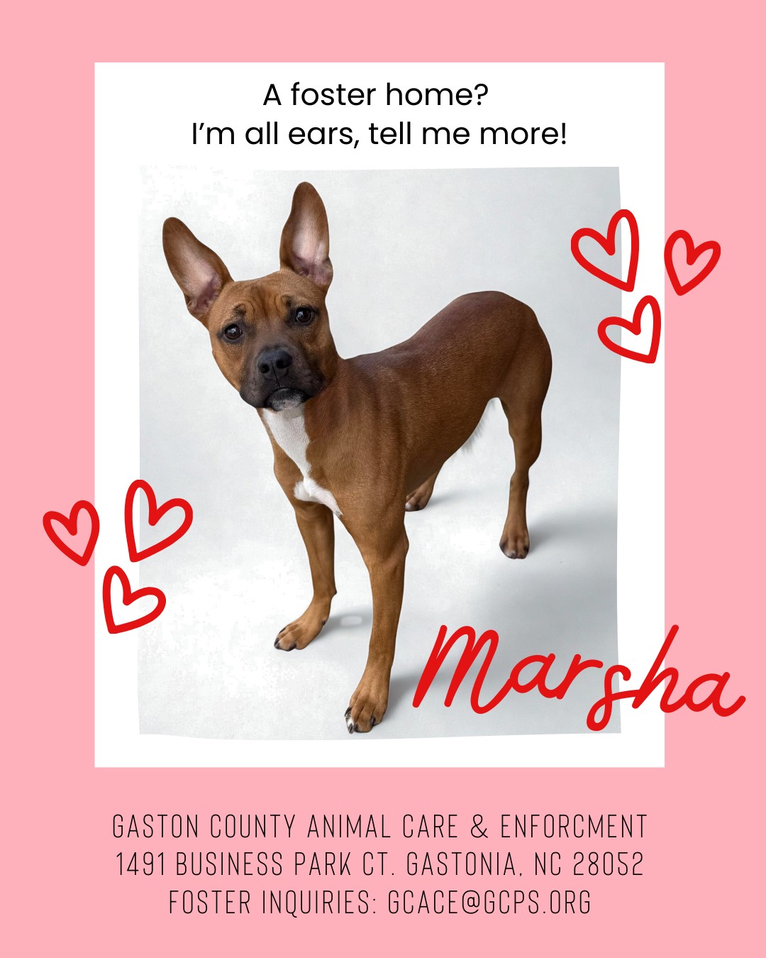 GCACE Pets Seeking Rescue | Gastonia NC