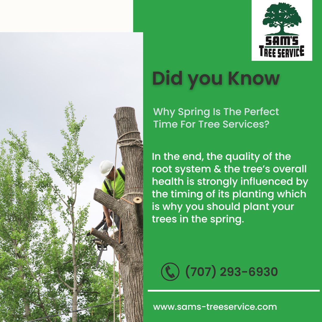 Sam’s Tree Service | Santa Rosa