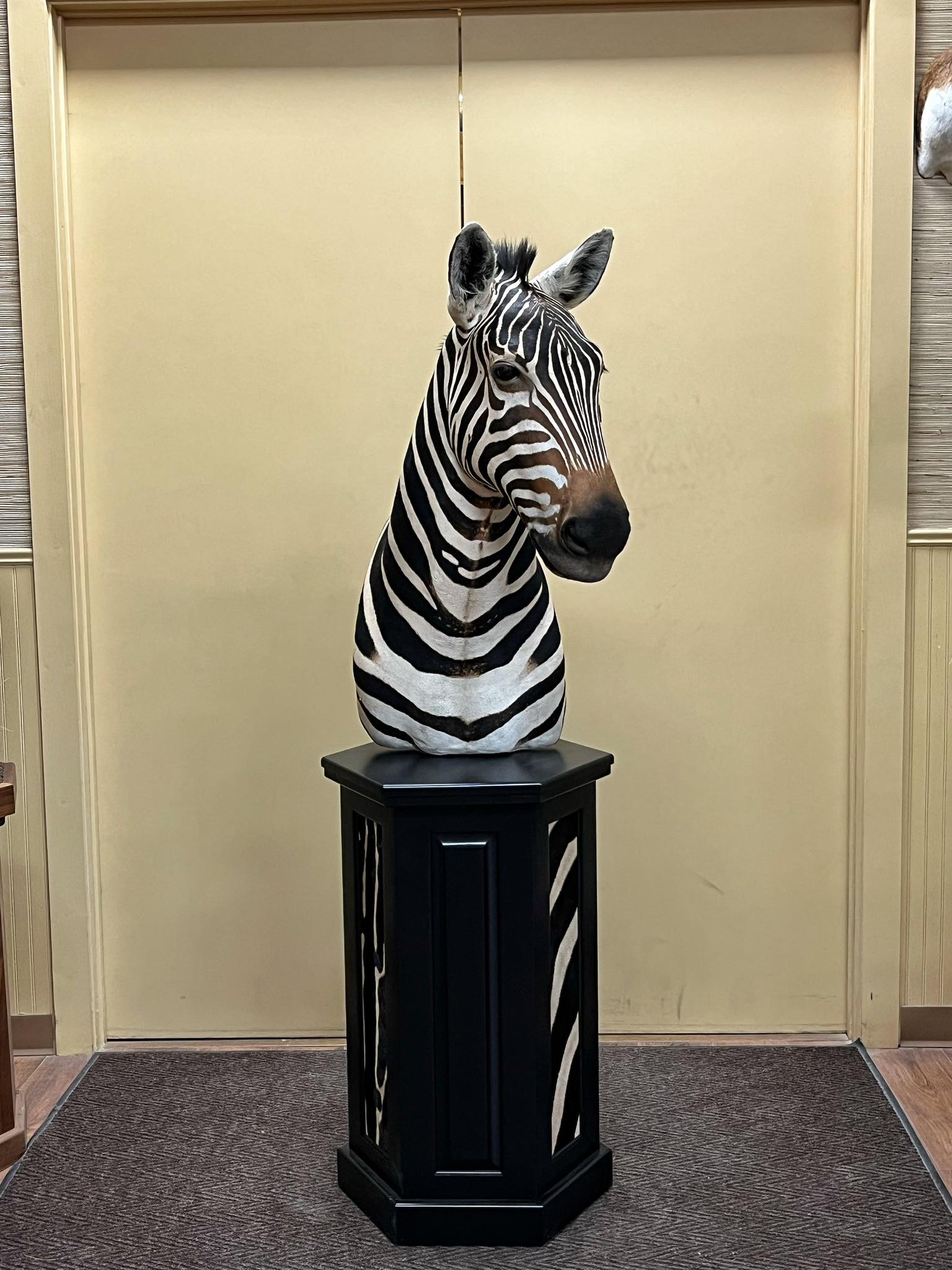 A stunning Cape Mountain Zebra in a truly show-stopping pose. This
