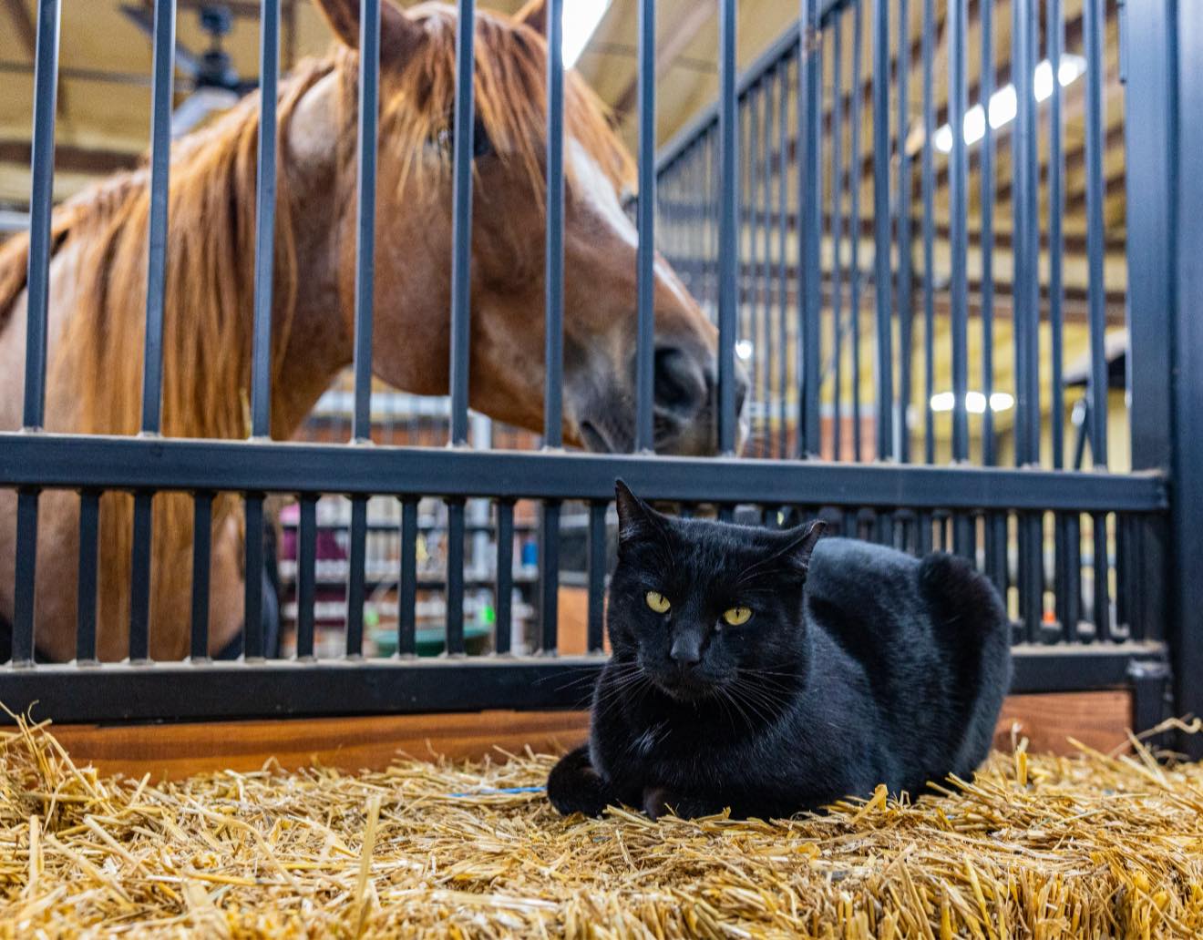Katie - Yall don’t have guard cats at each of your horses’ stalls?🫣 ...