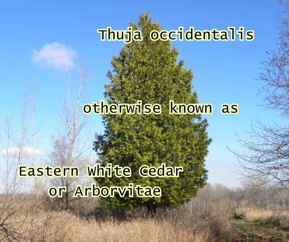 The Green Spot - 🌲 #ShrubberySaturday Spotlight: Eastern... | Facebook