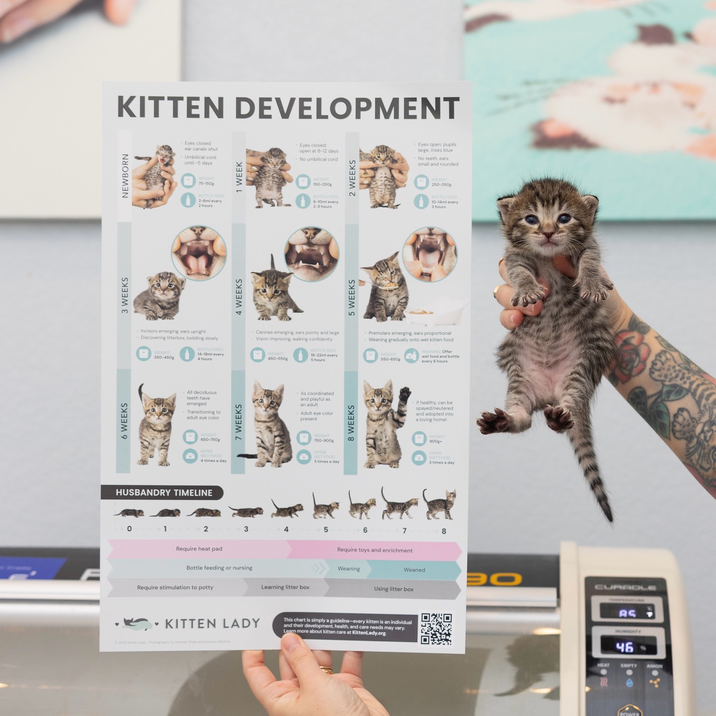 kittenページ Looking for educational prints this kitten season? I've got you