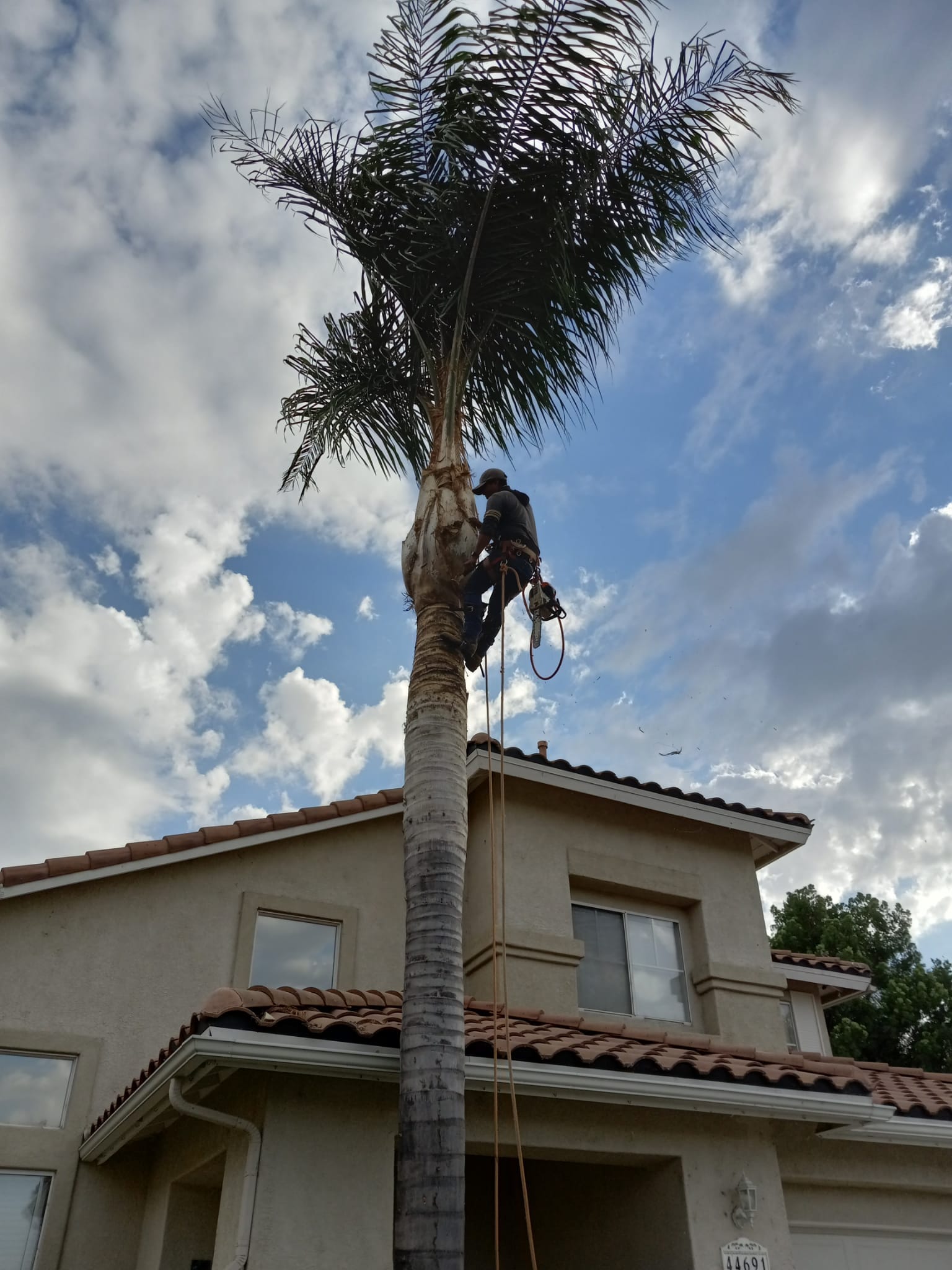 Pascual landscaping Tree Service | Fallbrook CA