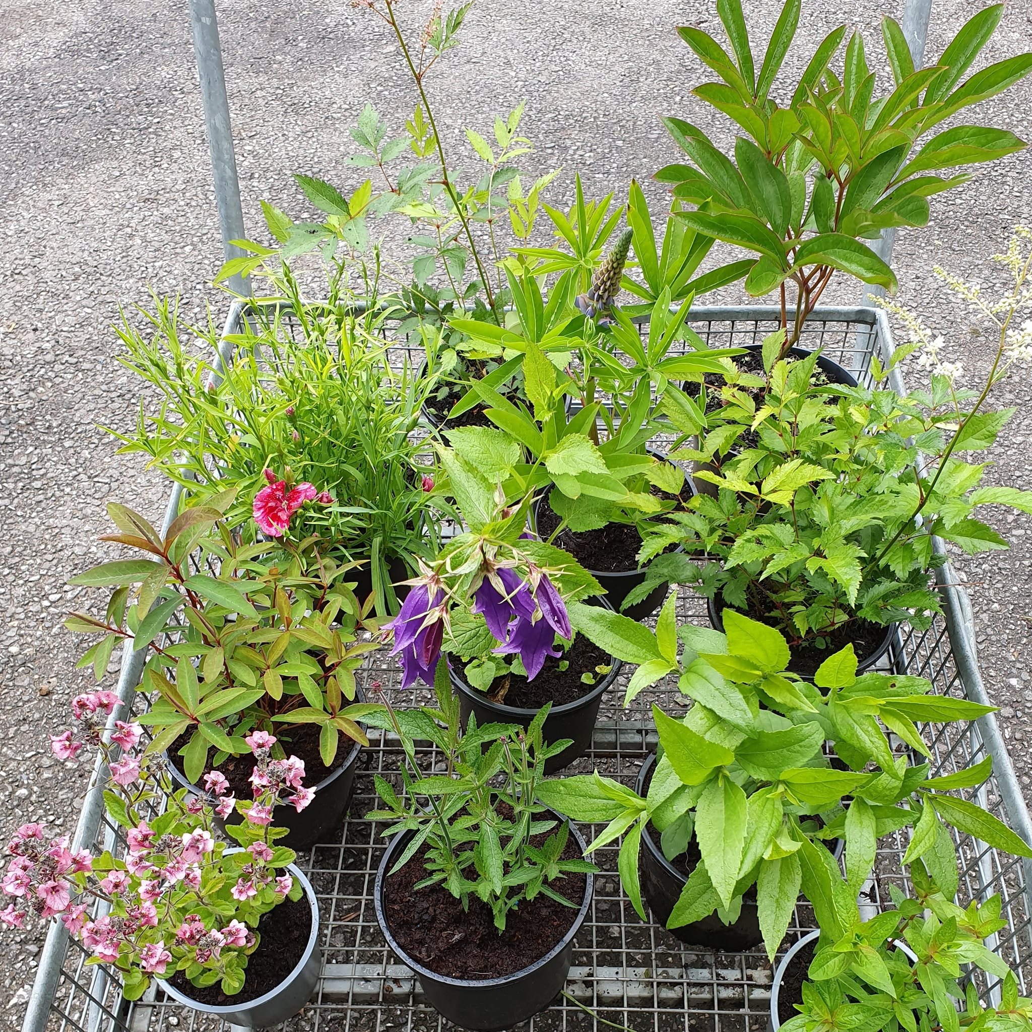 Pennine Perennials 30 Perennial Bundle Available For Free Delivery At The Weekend Peony Pink Flowers Two Astilbes One Pink One White Campanula Purple Bell Flowers Rudbeckia Yellow Flowers Purple Loosestrife Euphorbia