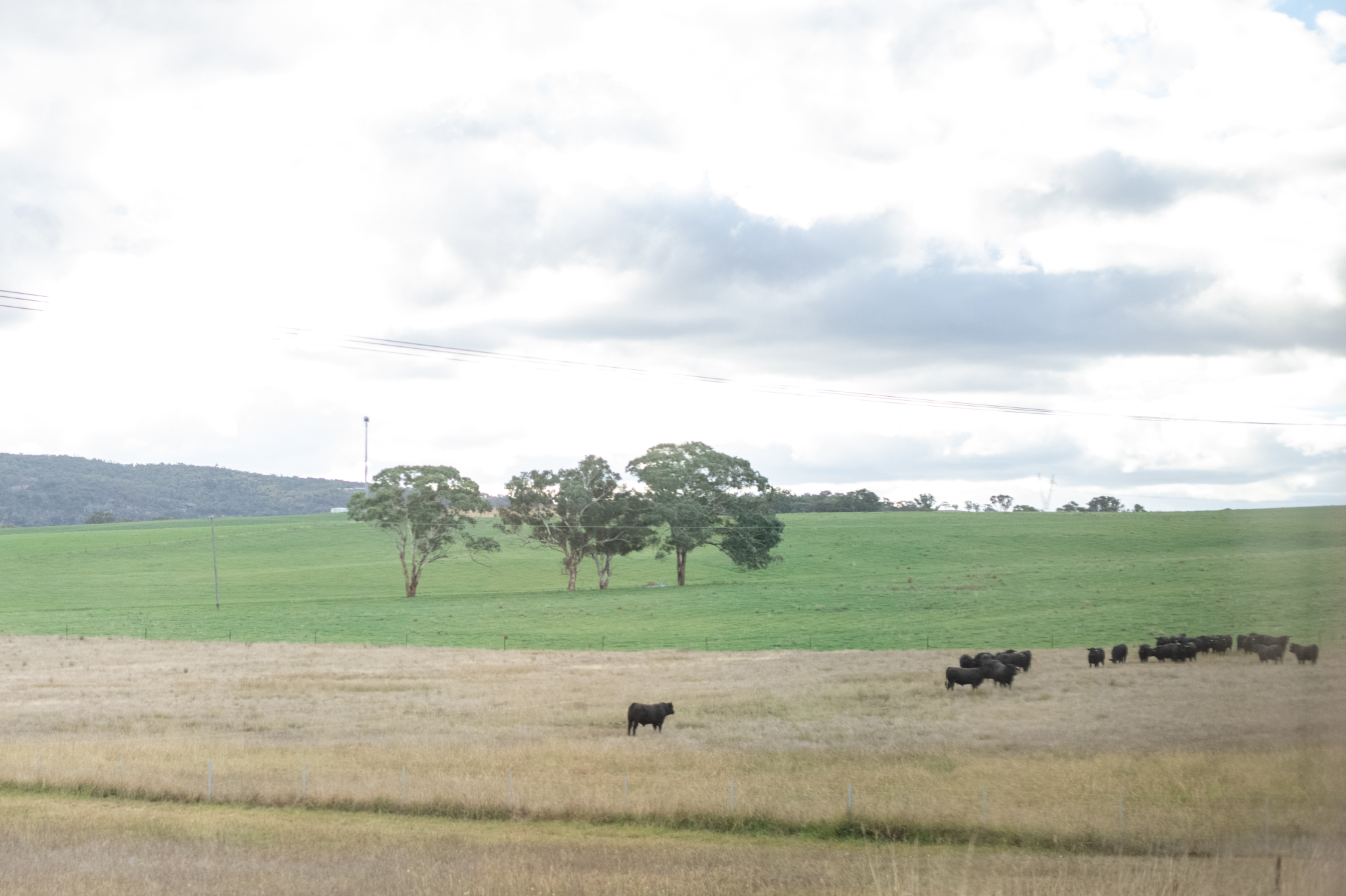 Angus - The Angus GenetiQ system was tested extensively during its 2025 ...