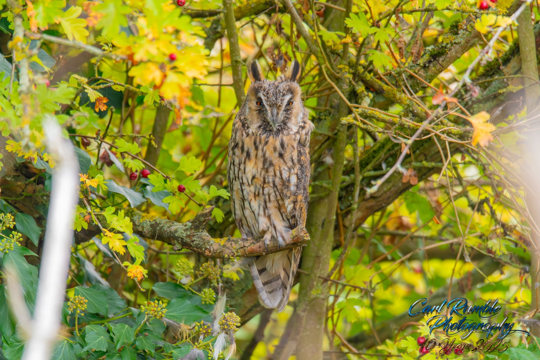 Carl Rumble Photography: Wildlife and Events