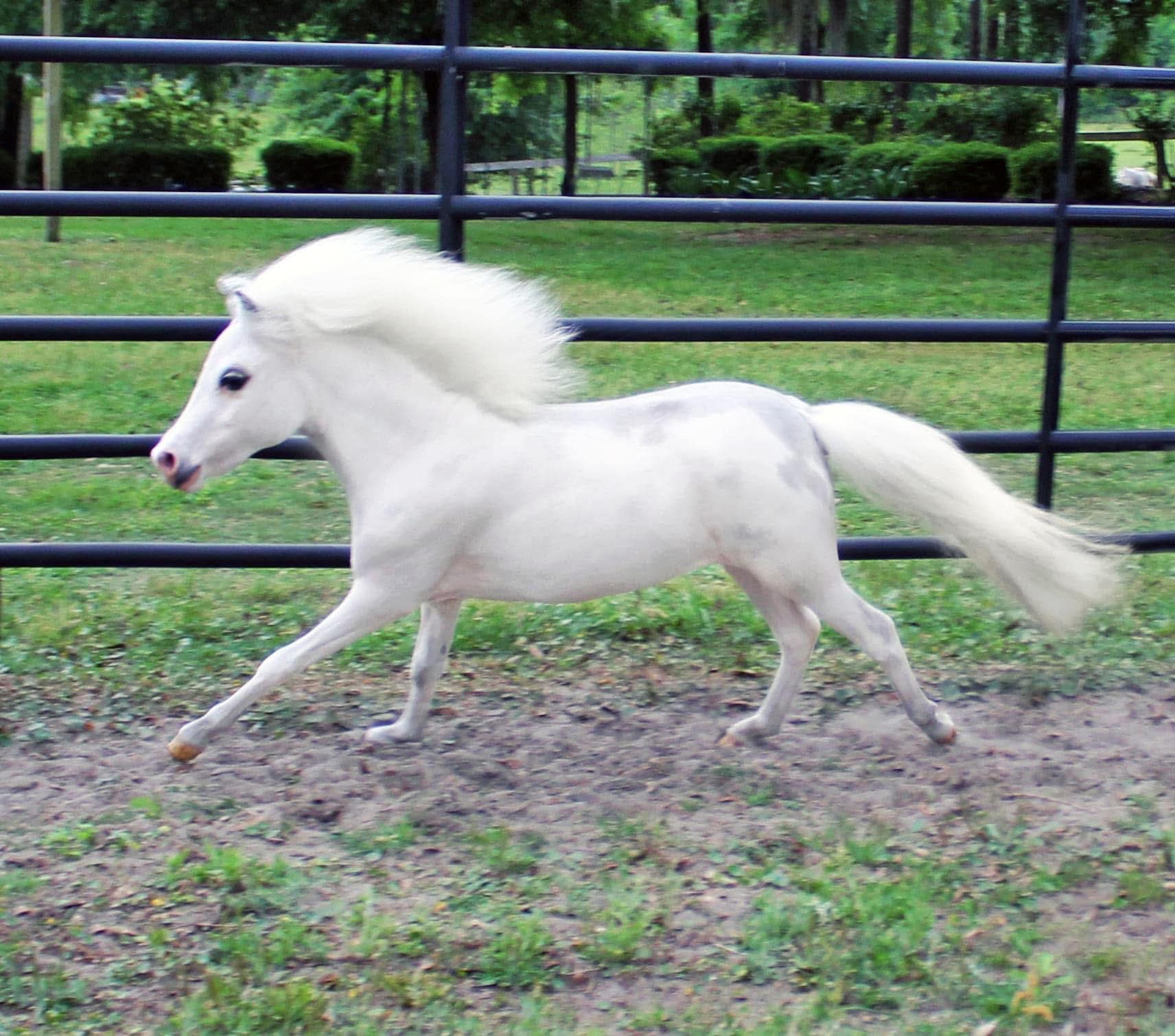 Miniature Horse Farms Directory