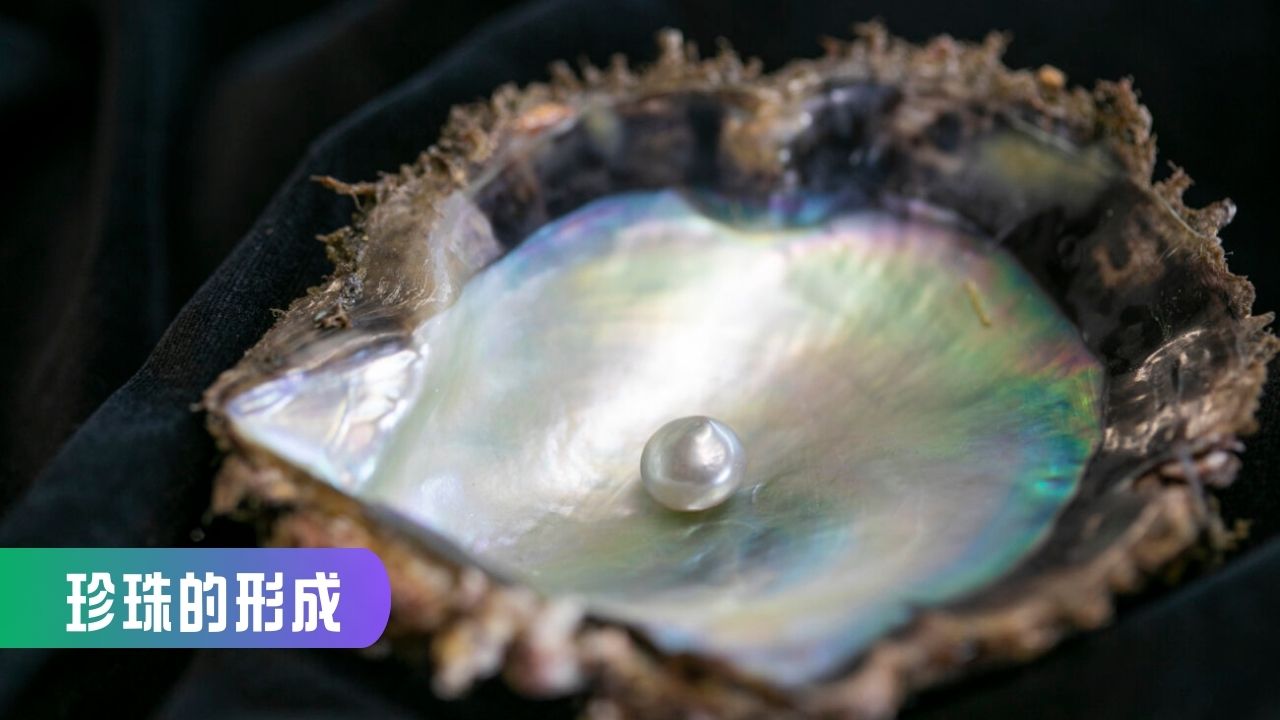 Joel來談日本 - 當人們在燈光下看見真珠的圓潤與光澤，很少會想到，它的起點往往不是「幸運」，而是一場發生在貝體內的意外。砂礫、小石子或其他 ...
