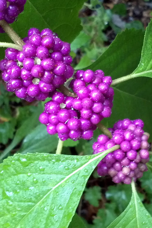 Wilson - American Beautyberry is a fast-growing North American native ...