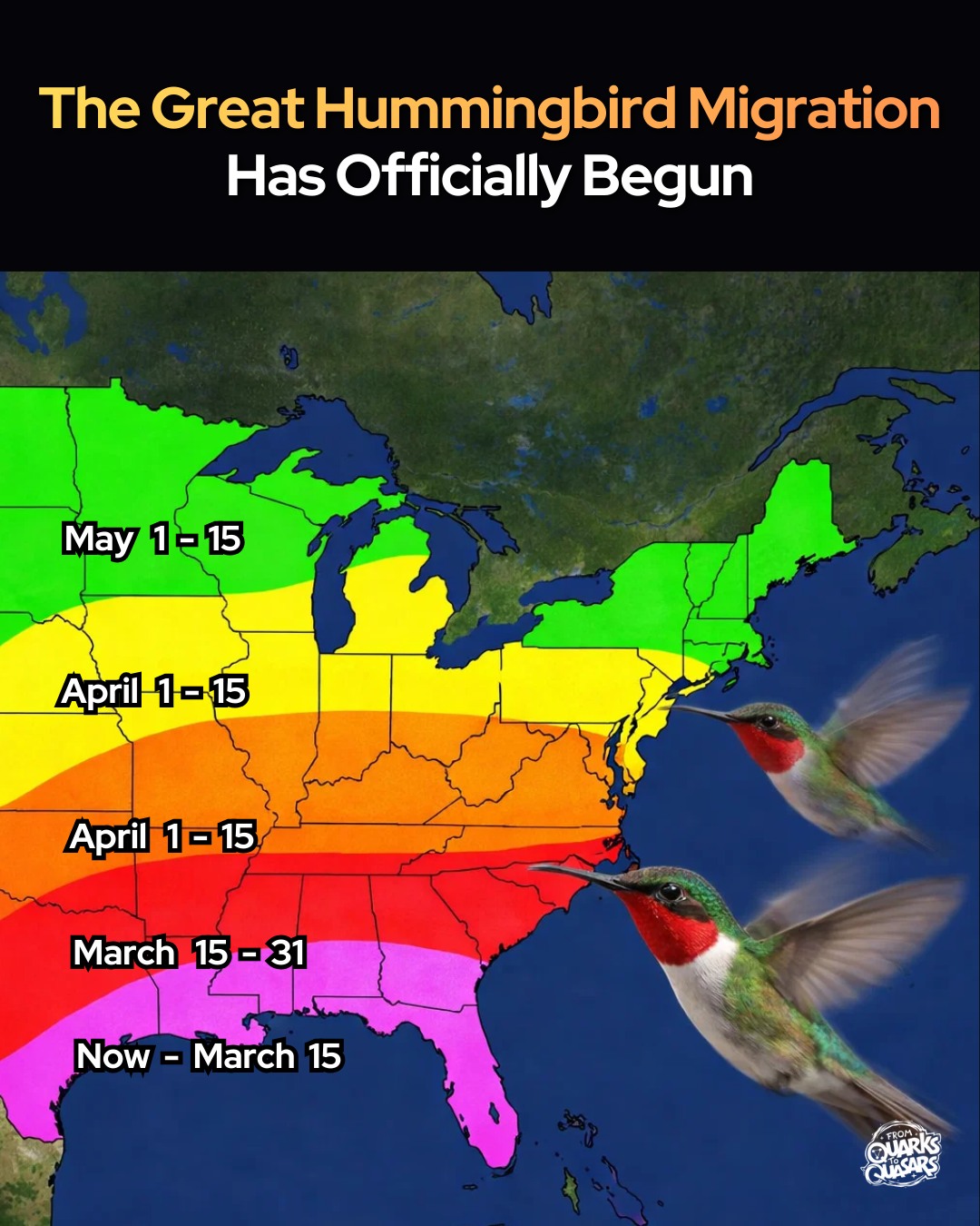 The first hummingbirds of spring... - From Quarks to Quasars | Facebook