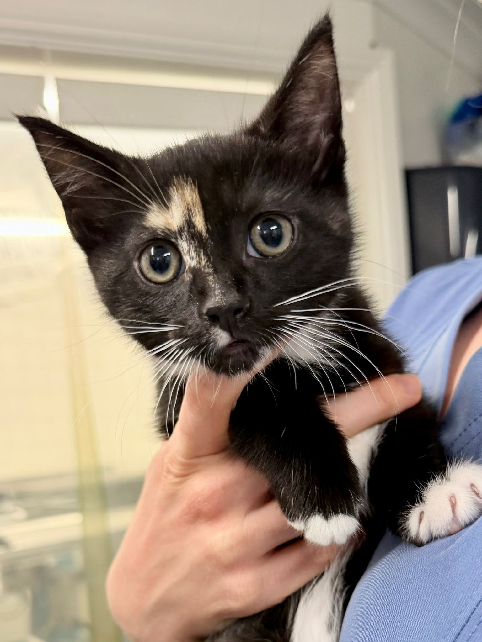 Boness - This “was” Luna. Luna (new name yet to be decided) is an ...