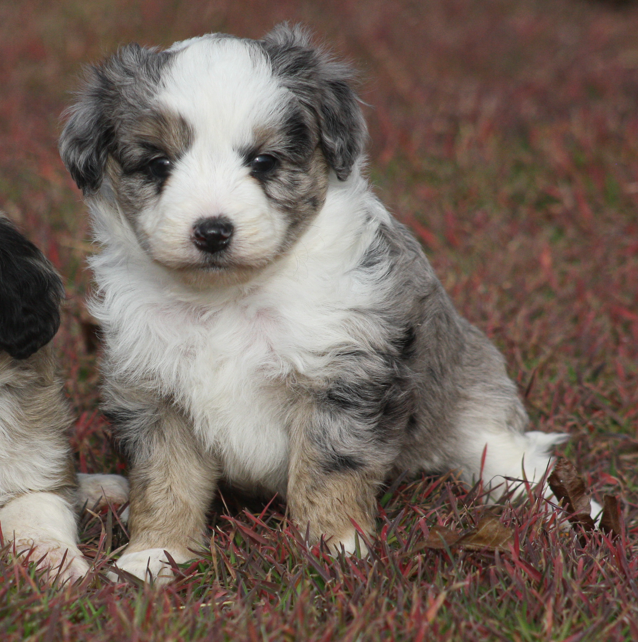Ruff N Tumble Mini... - Ruff N Tumble Mini Aussie Doodles