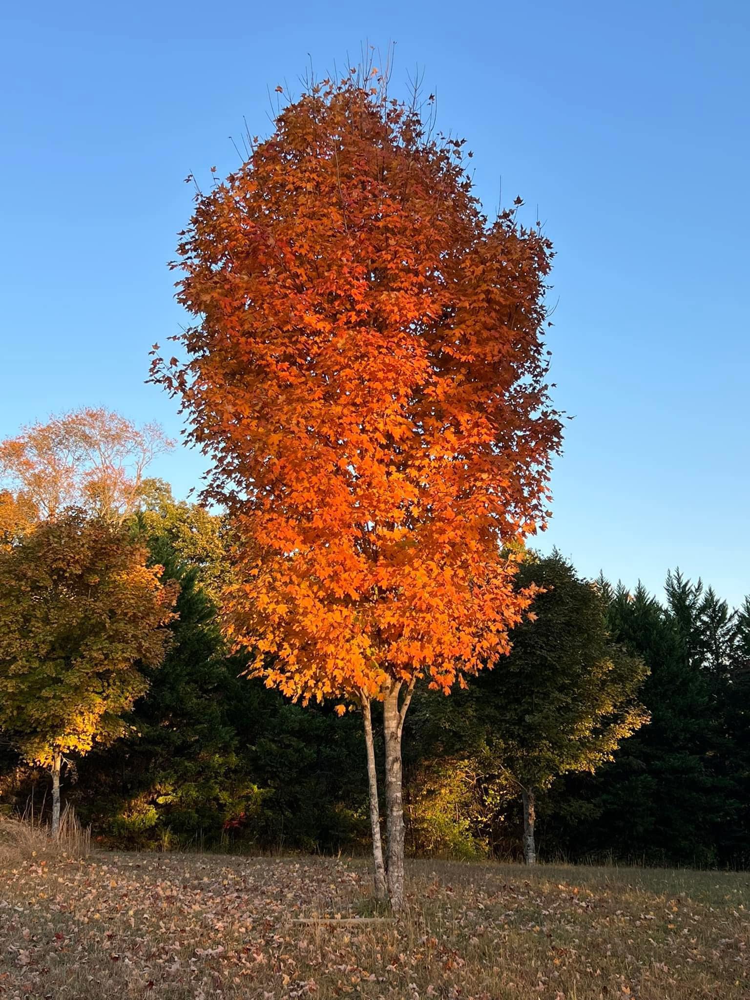 Green - Happy Monday! DID YOU KNOW…. 🍁🍂🍁 In Autumn, due to the change ...