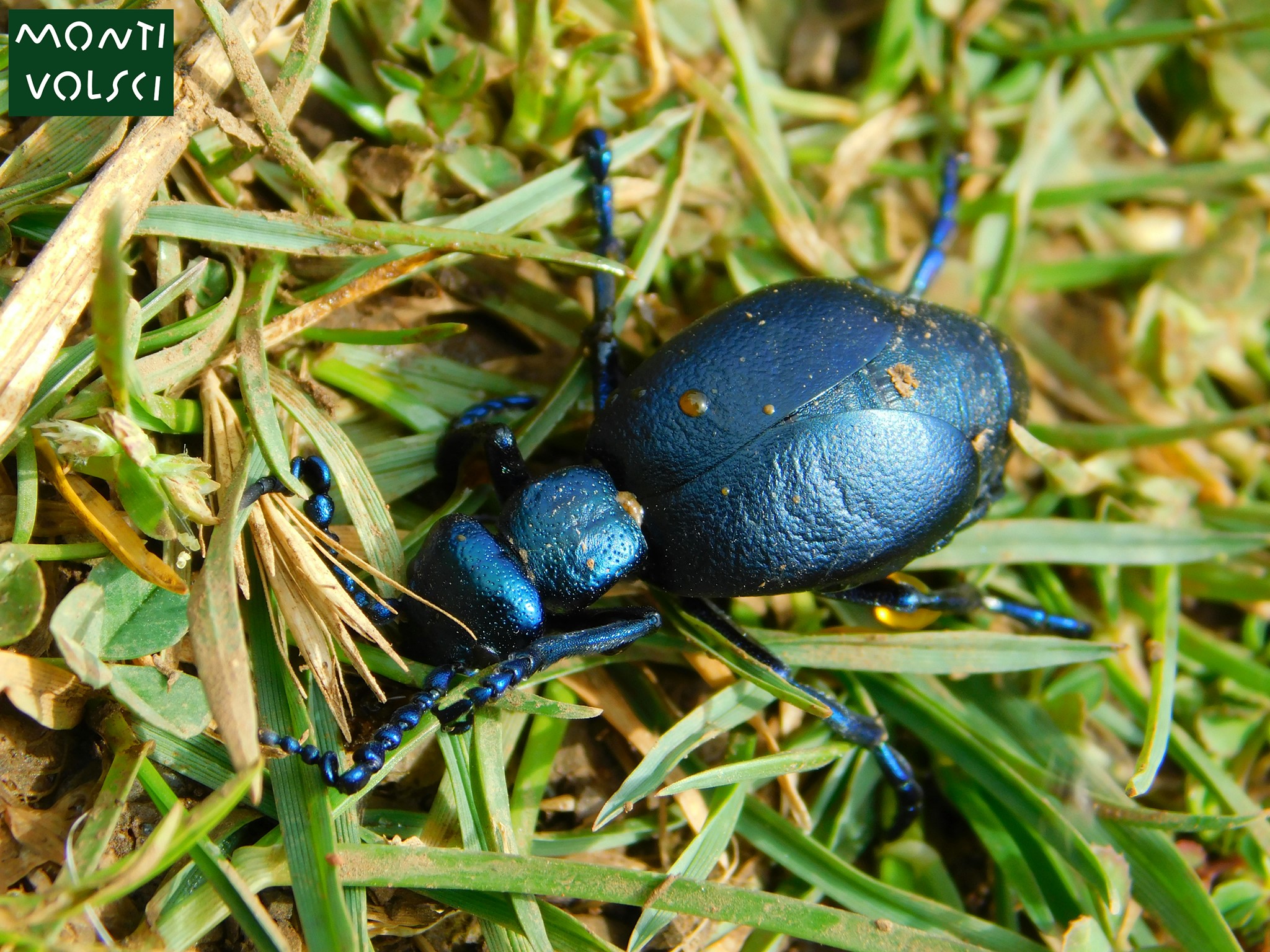 Monti - Il tritone italiano (Lissotriton italicus) è un anfibio ...