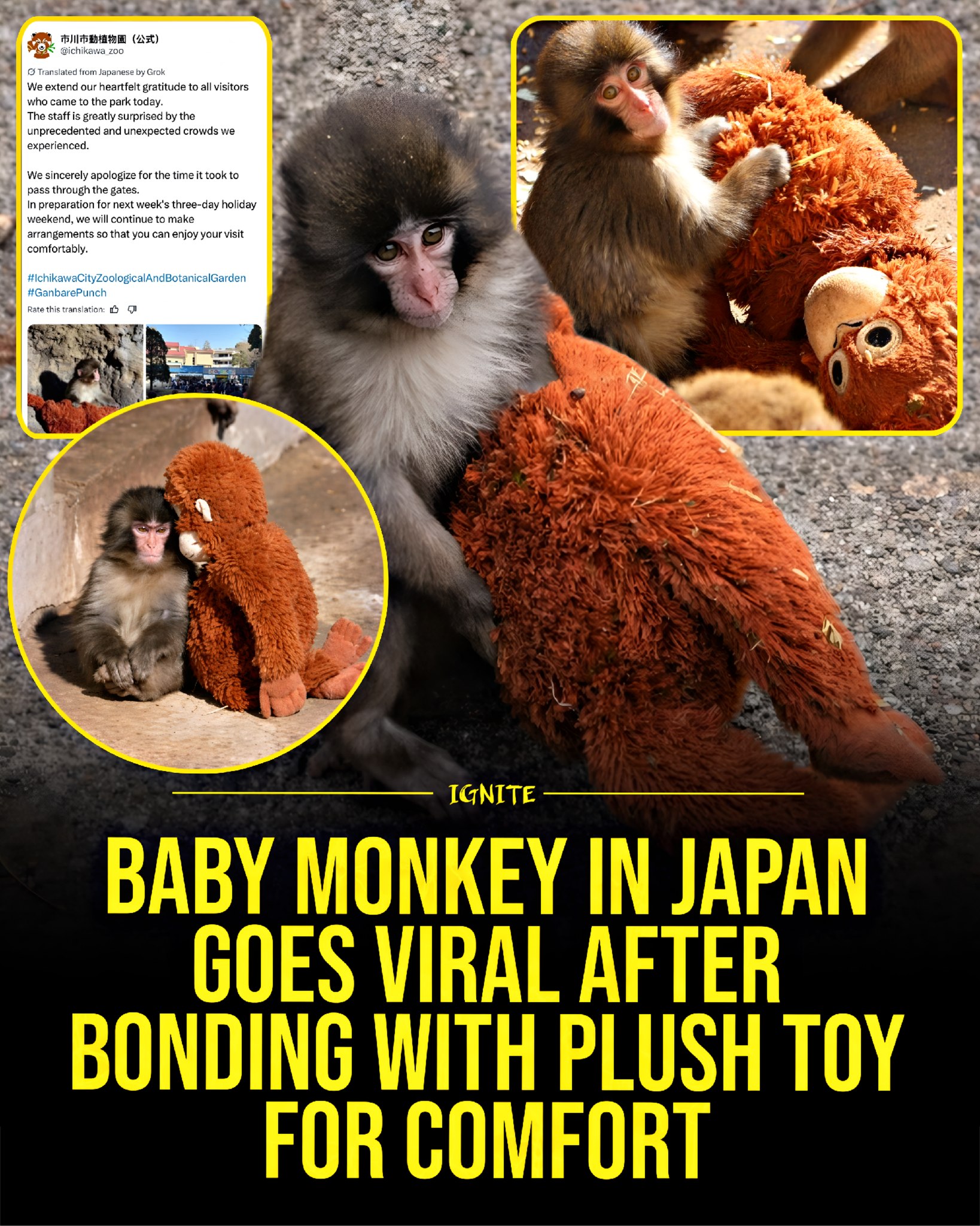 A baby macaque named Punch at Ichikawa City Zoo in Japan has
