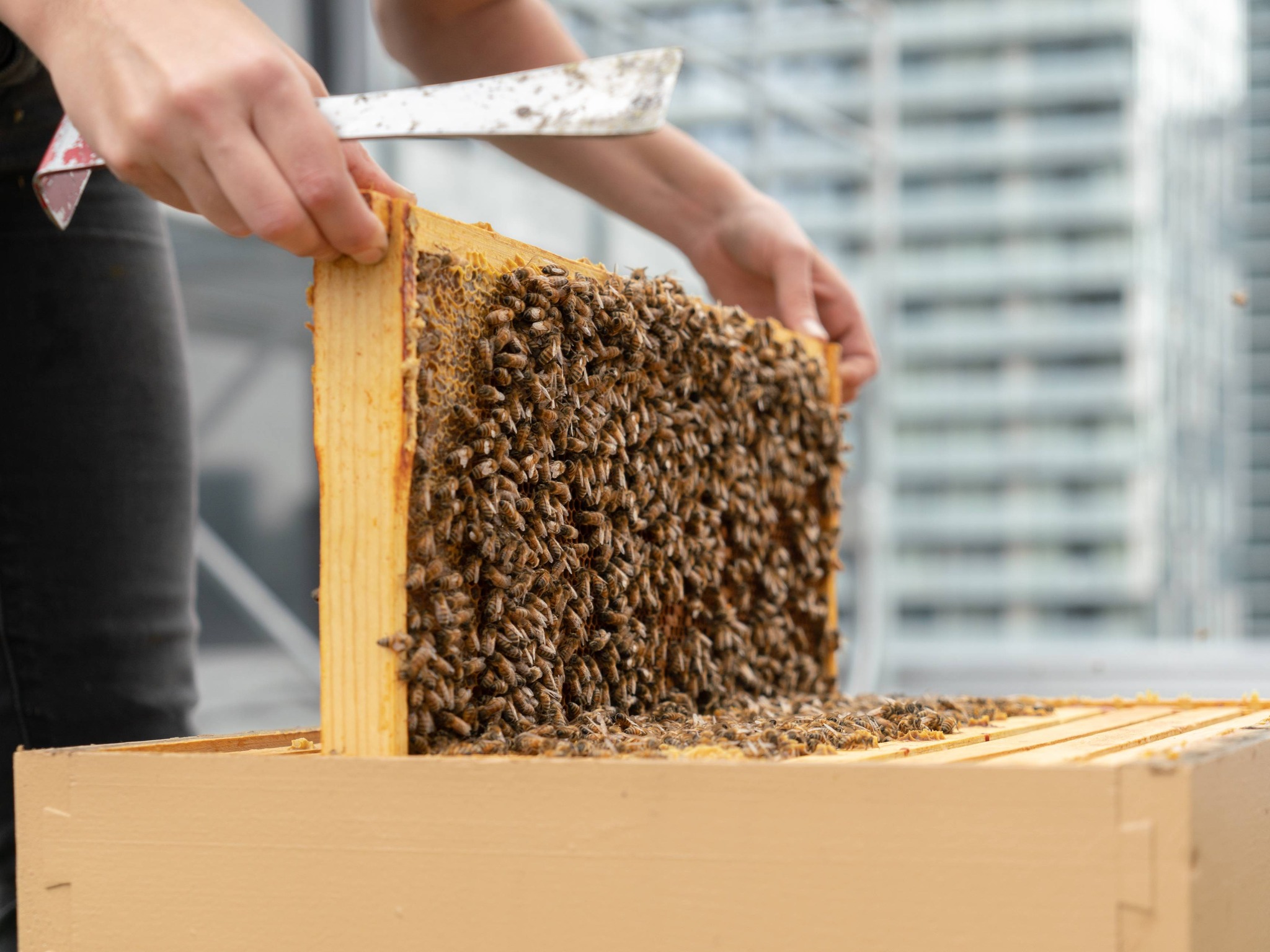 Scotia Square - Bee There, or Bee Square!🐝 Tomorrow from... | Facebook