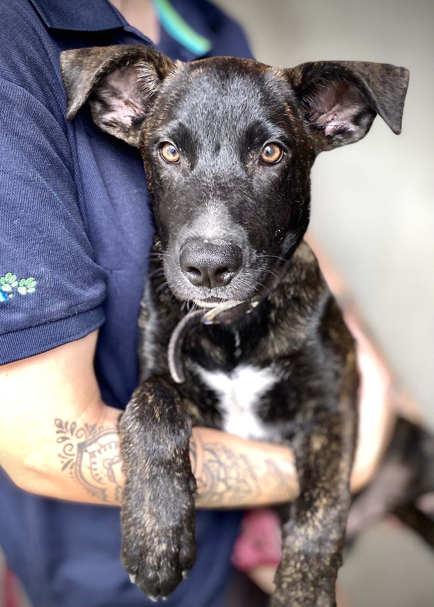 RSPCA QLD - PUP-PUP-PUPPIES 🐶🐶 They're cute, cuddly and... | Facebook