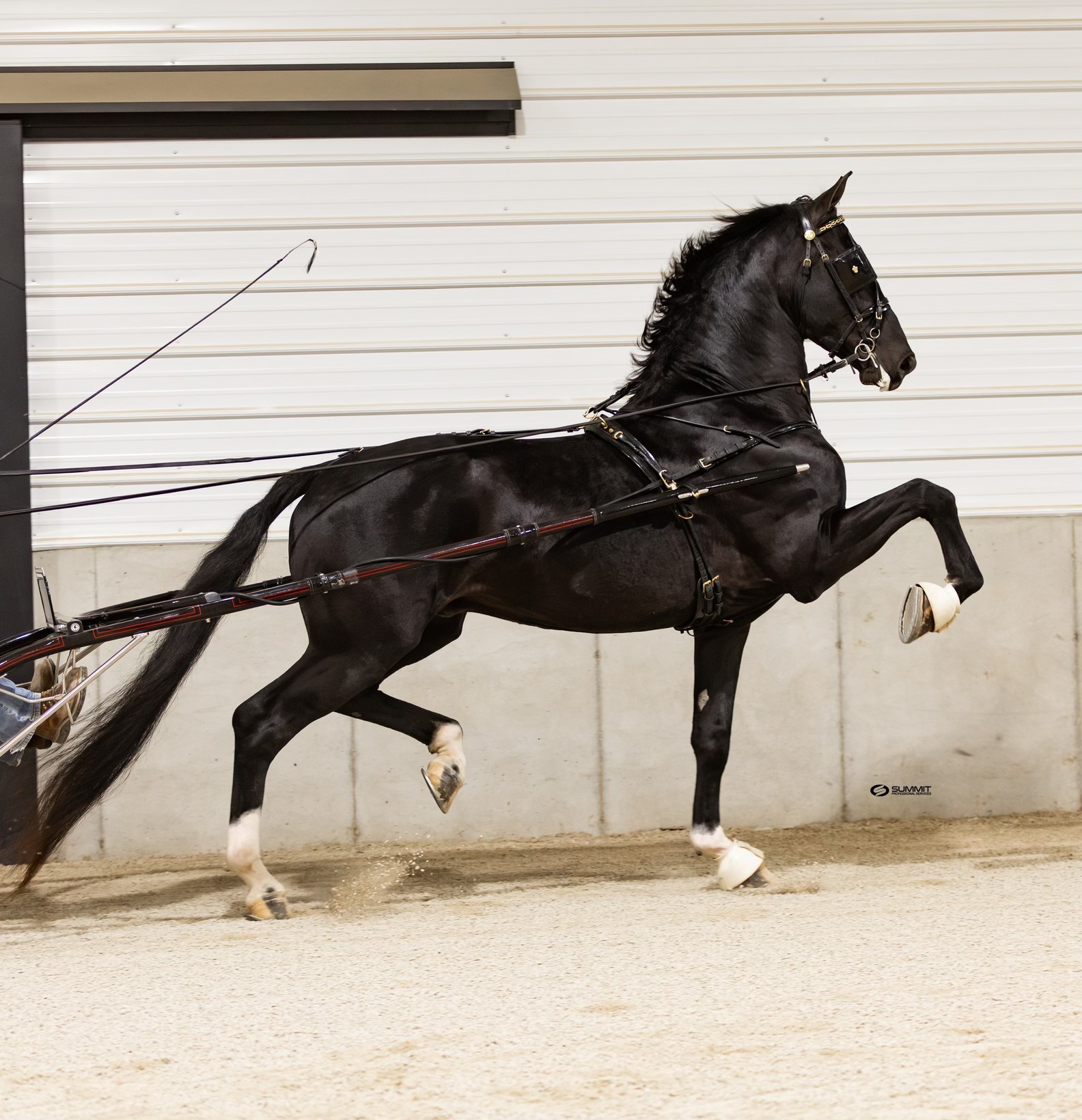 Heart Of America Dutch Harness Horse Sale is next up for the