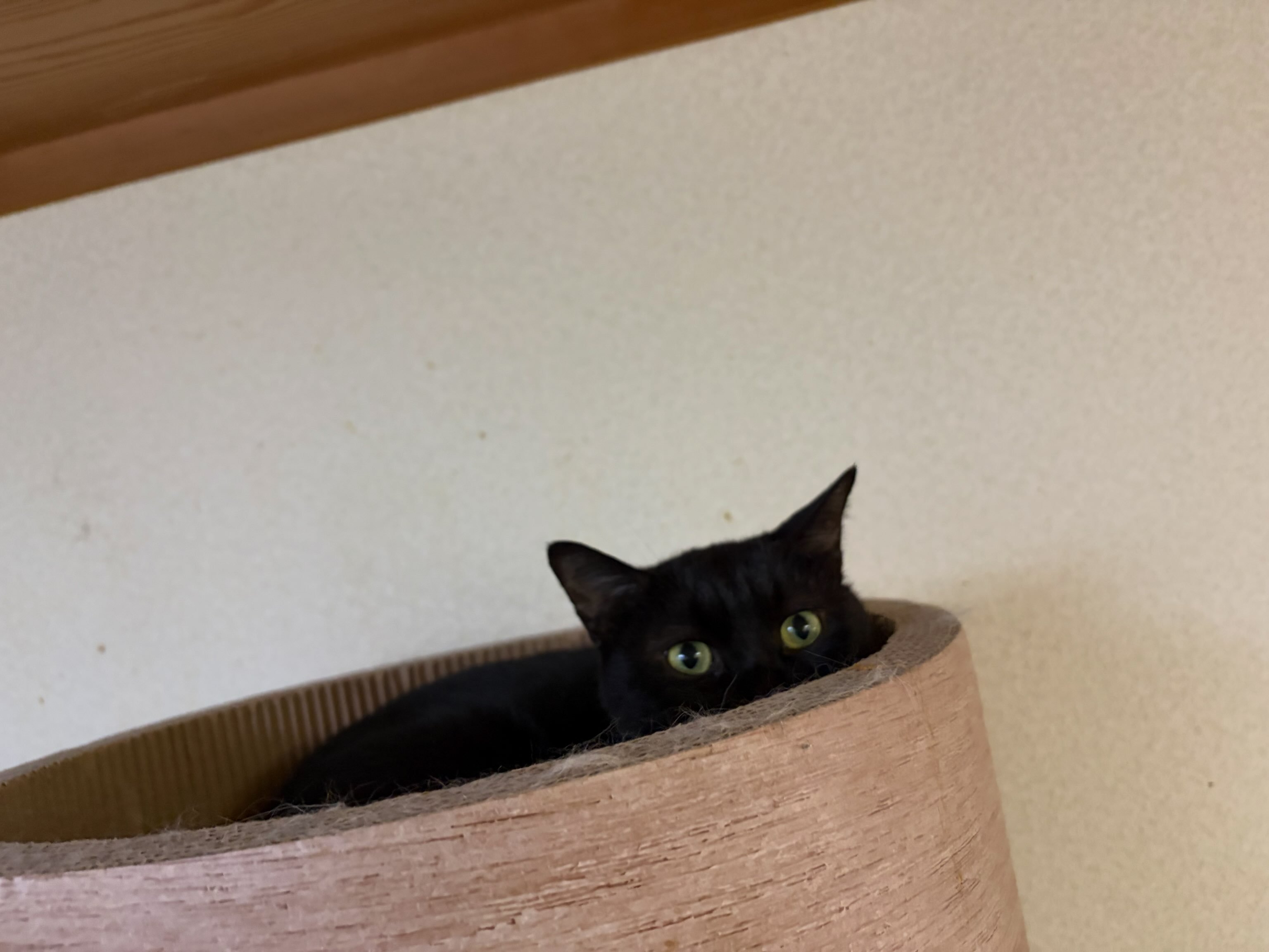 一般社団法人 もふもふ堂 ねこカフェもふもふ (@mofumofudou) • Facebook