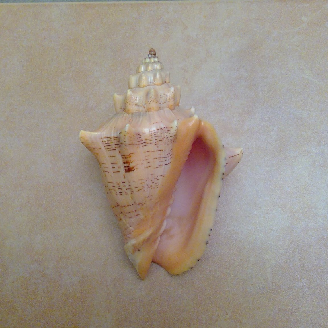 Sea Shells Of The World | Naria lamarckii redimita phuketensis, mm.28 ...