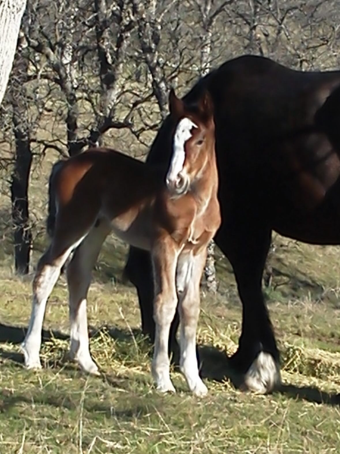 Bridwell Pro Rodeos added a new... - Bridwell Pro Rodeos