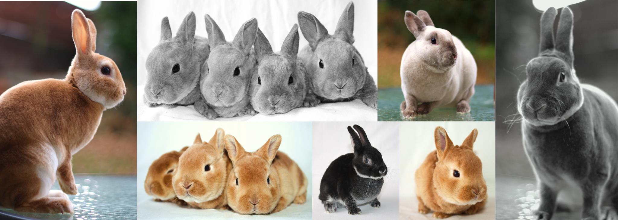 Mini Rex Bunnies