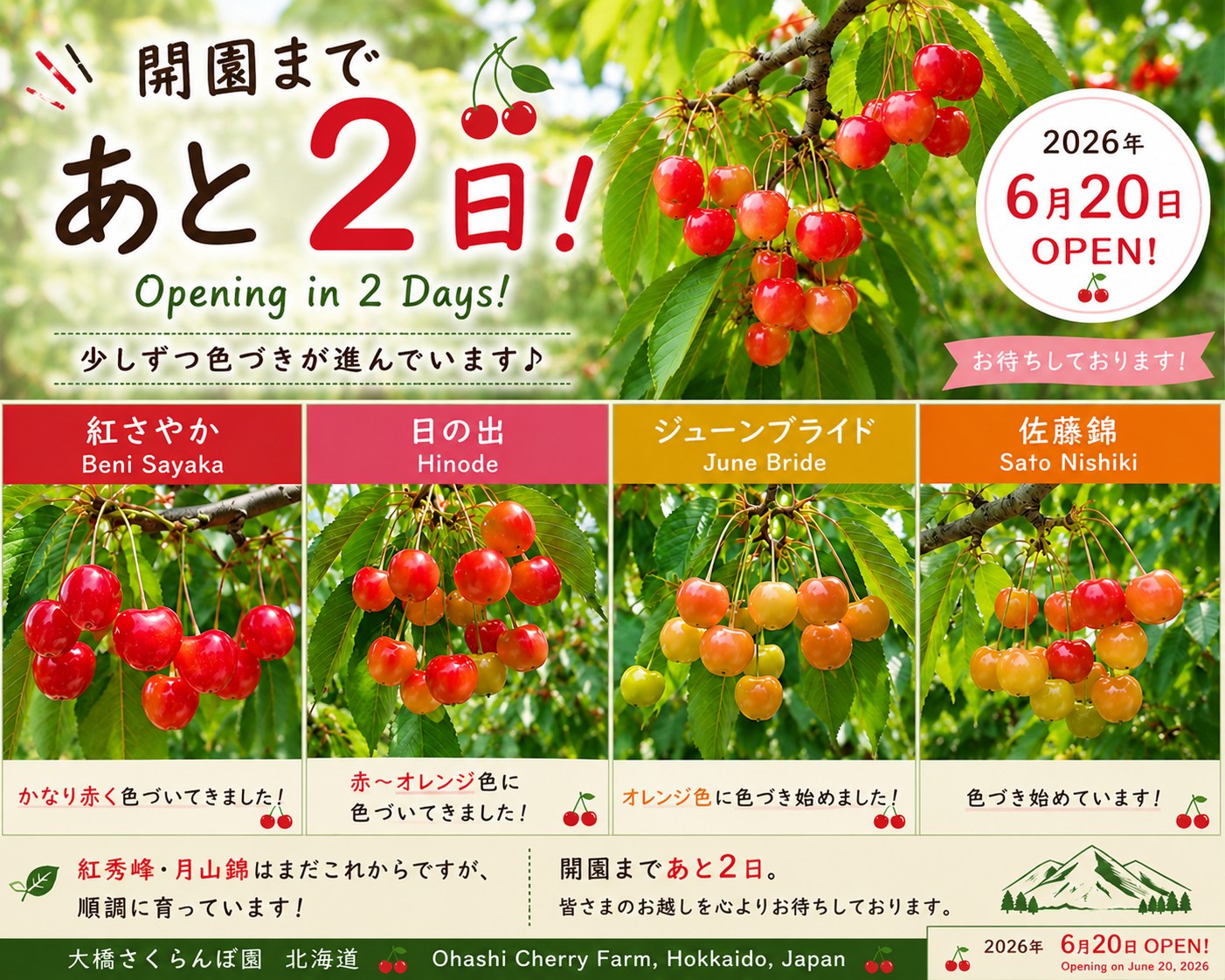 🍒開園まであと2日！🍒 こんにちは 大橋さくらんぼ園です 園内の