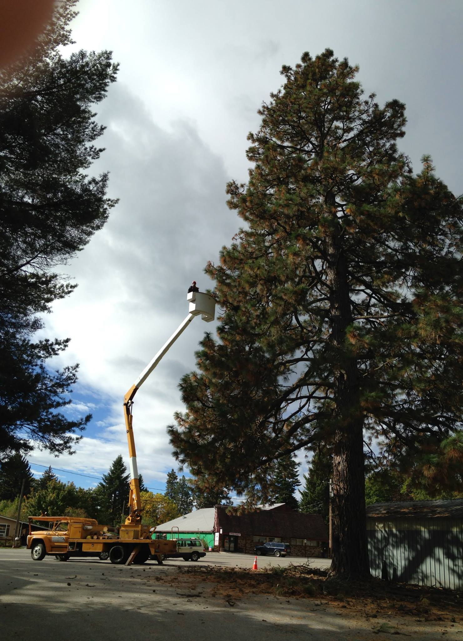 Peregrine Tree & Landscape | Sandpoint ID