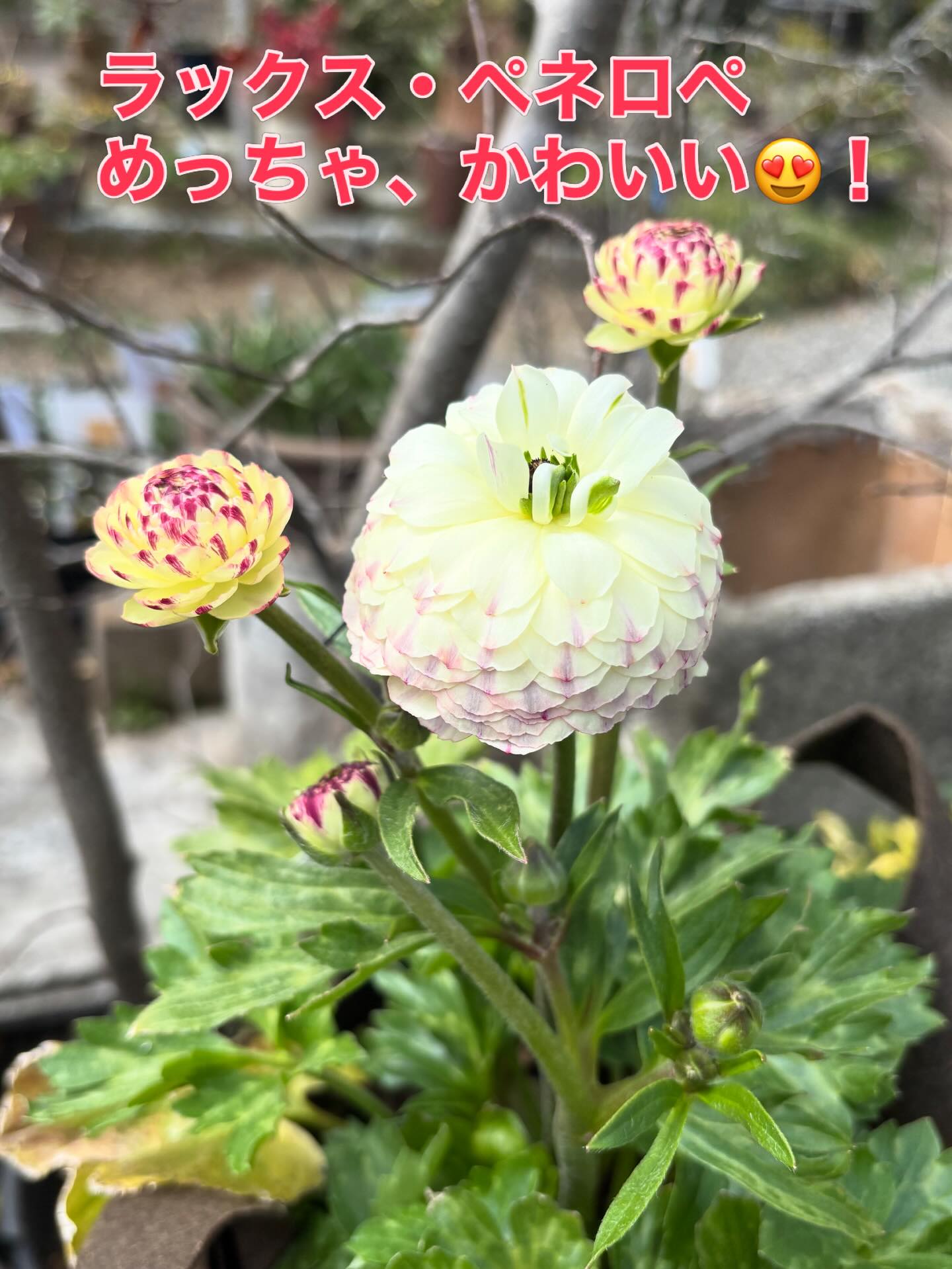 今年初の20℃越えかな、あったかい通り越して少し暑いくらいですね。 ①