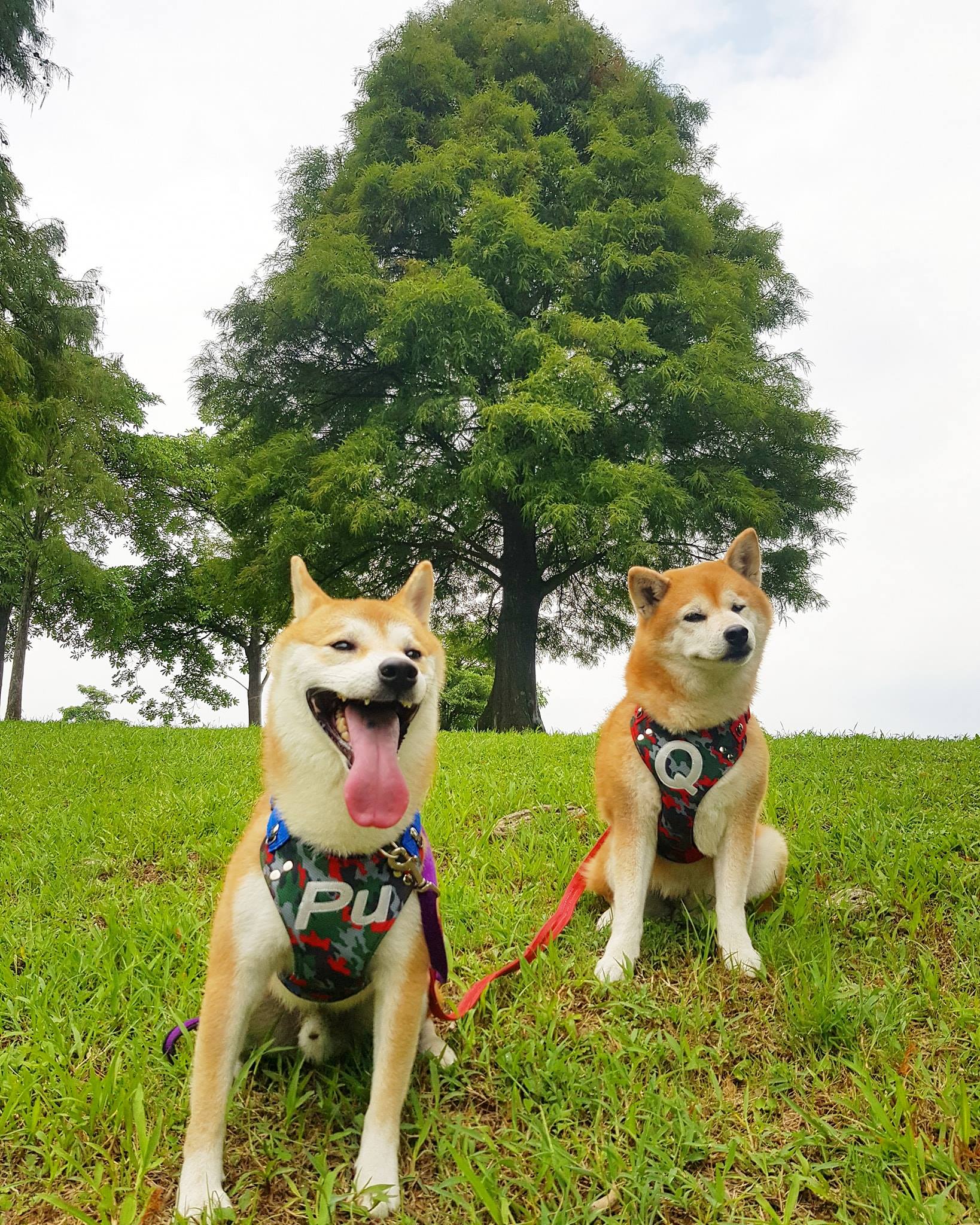 柴犬Q將 - 很久沒帶二姐弟一同去郊遊了！ 為了培養牠們二個的感情 一起散步習慣彼此的步伐...