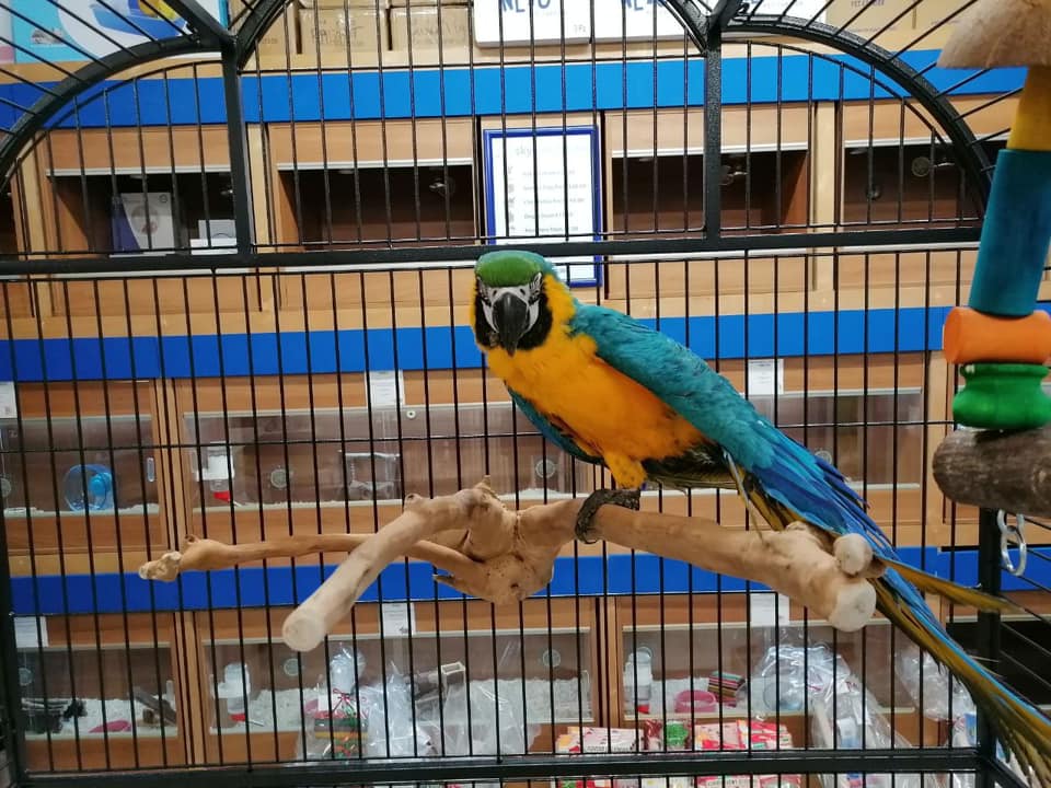 Premium Parrots Shop Center | Los Angeles CA