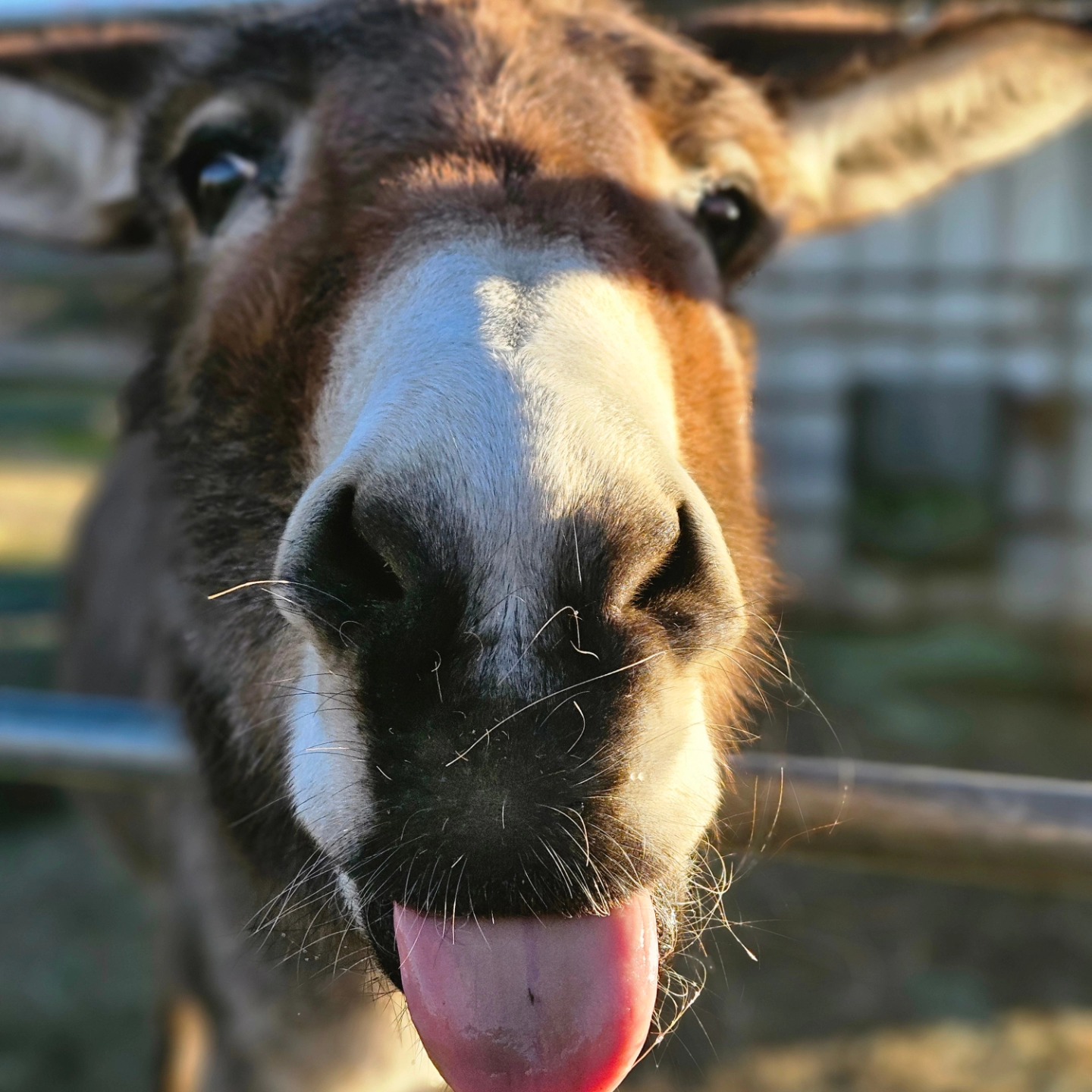 Rah-Rah Ranch, LLC. Mobile Petting Zoo & Pony Rides | Oak Hills CA
