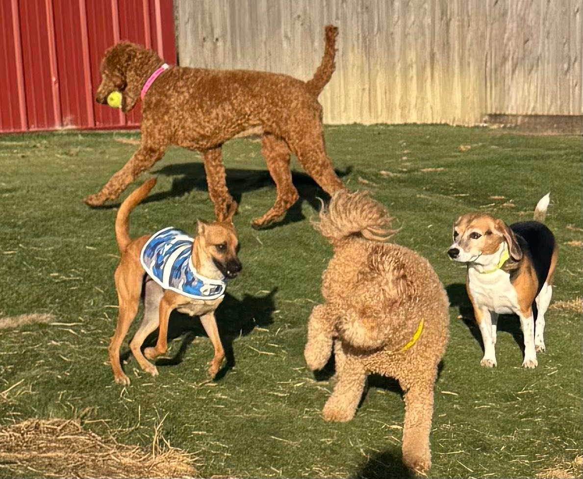 Dog Day Afternoon... - Dog Day Afternoon Doggie Dude Ranch