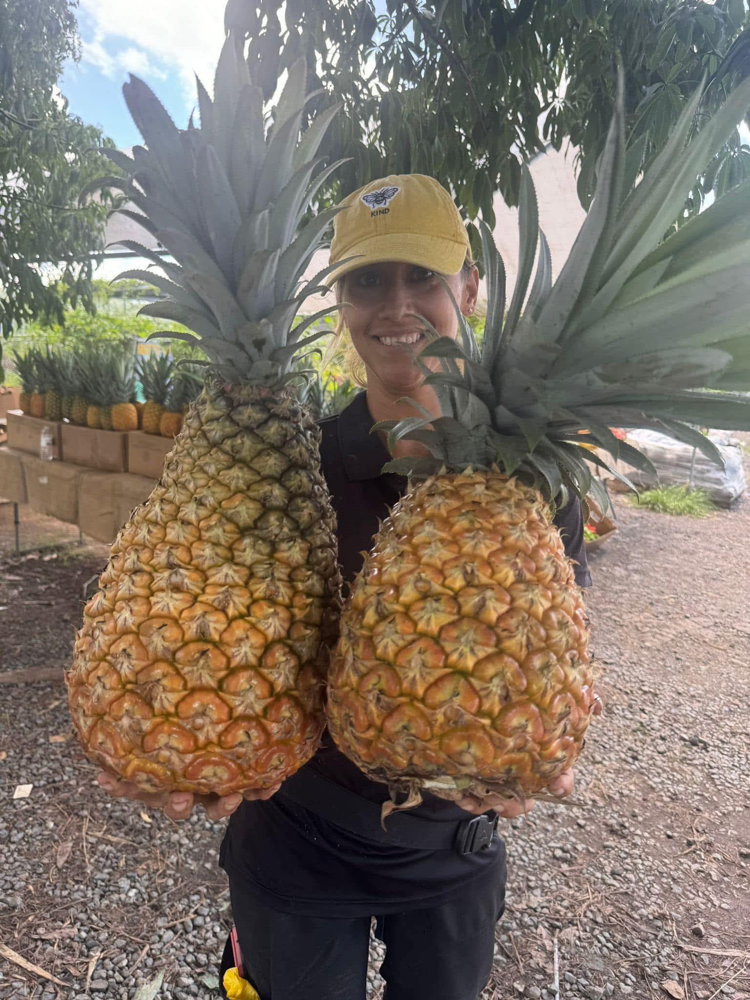Finca La - ¡Mi gente! 🌱🍍 Hoy nos llegaron las semillas de piña gigante ...