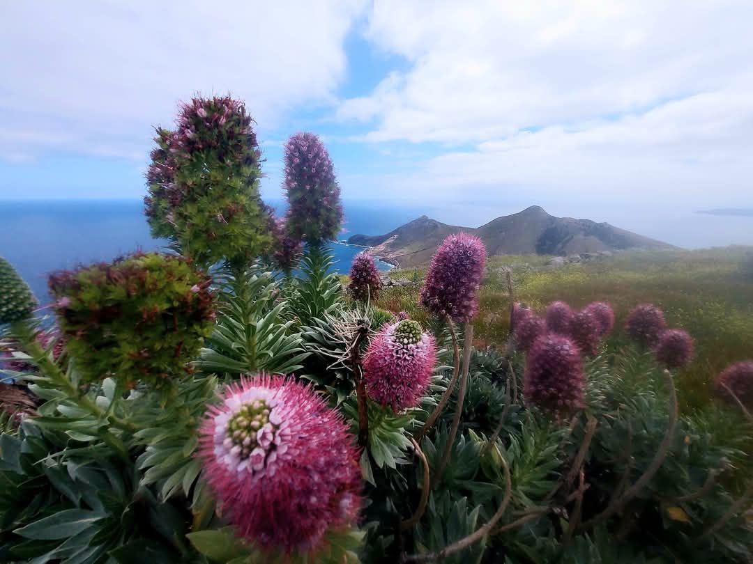 villa-pitta-porto-santo