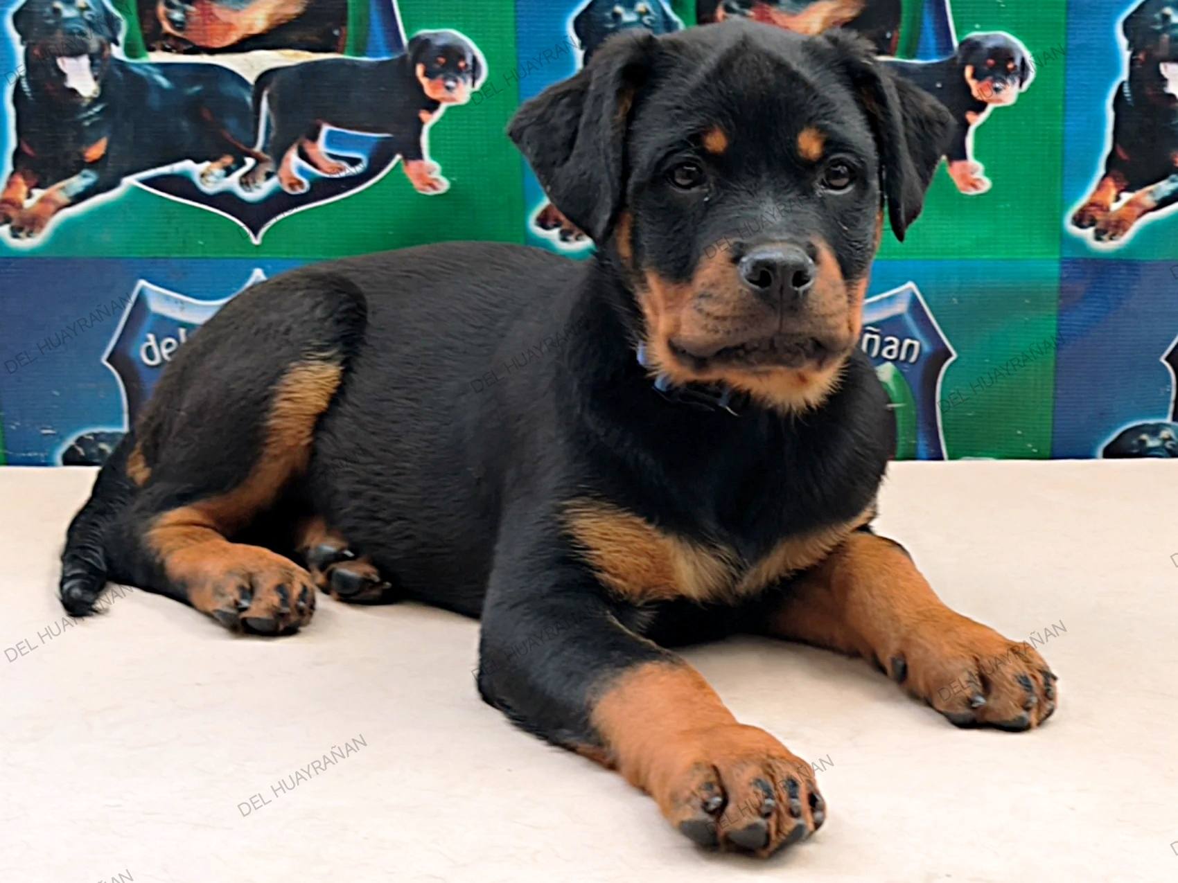 Rottweilers - ️‍🔥♀️ONKA DEL HUAYRAÑAN♀️ ️‍🔥 🐾3 MESES DE EDAD🐾 🧸25 ...