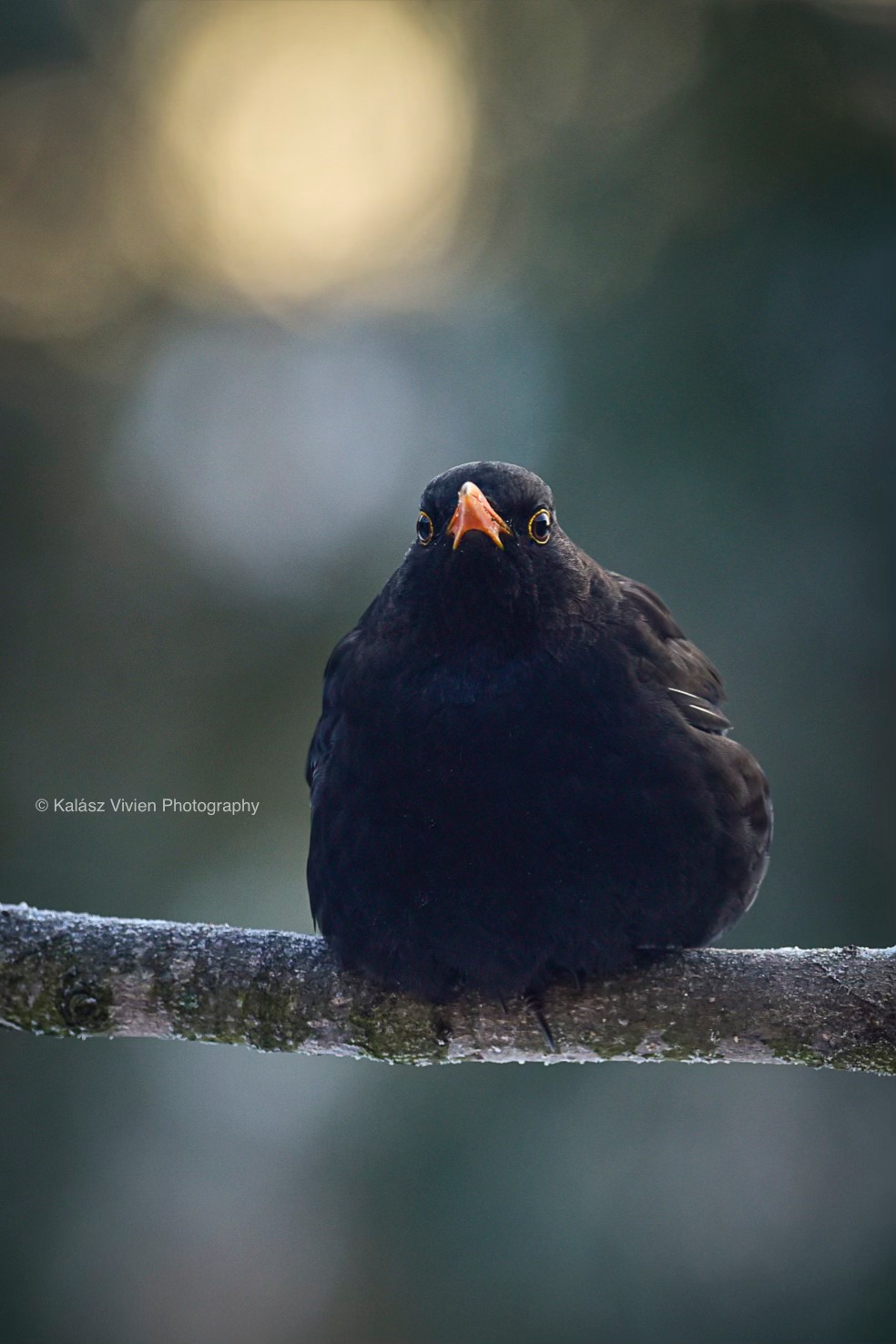 Kalász Vivien Photography... - Kalász Vivien Photography