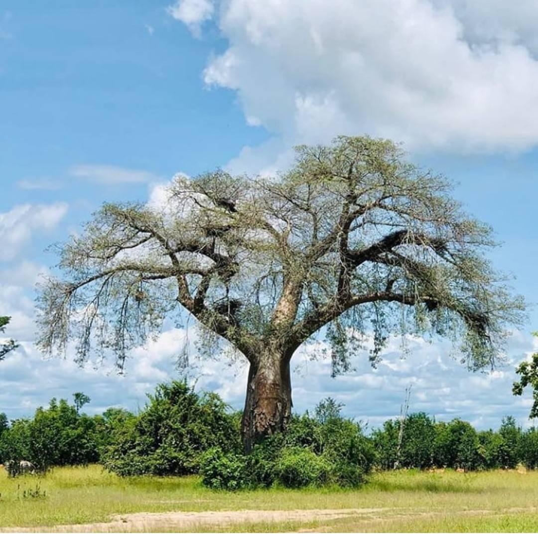 𝐁𝐋𝐀𝐂𝐊𝐒 𝐑𝐄𝐆𝐈𝐎𝐍 - This Zambia Tree is known as the 