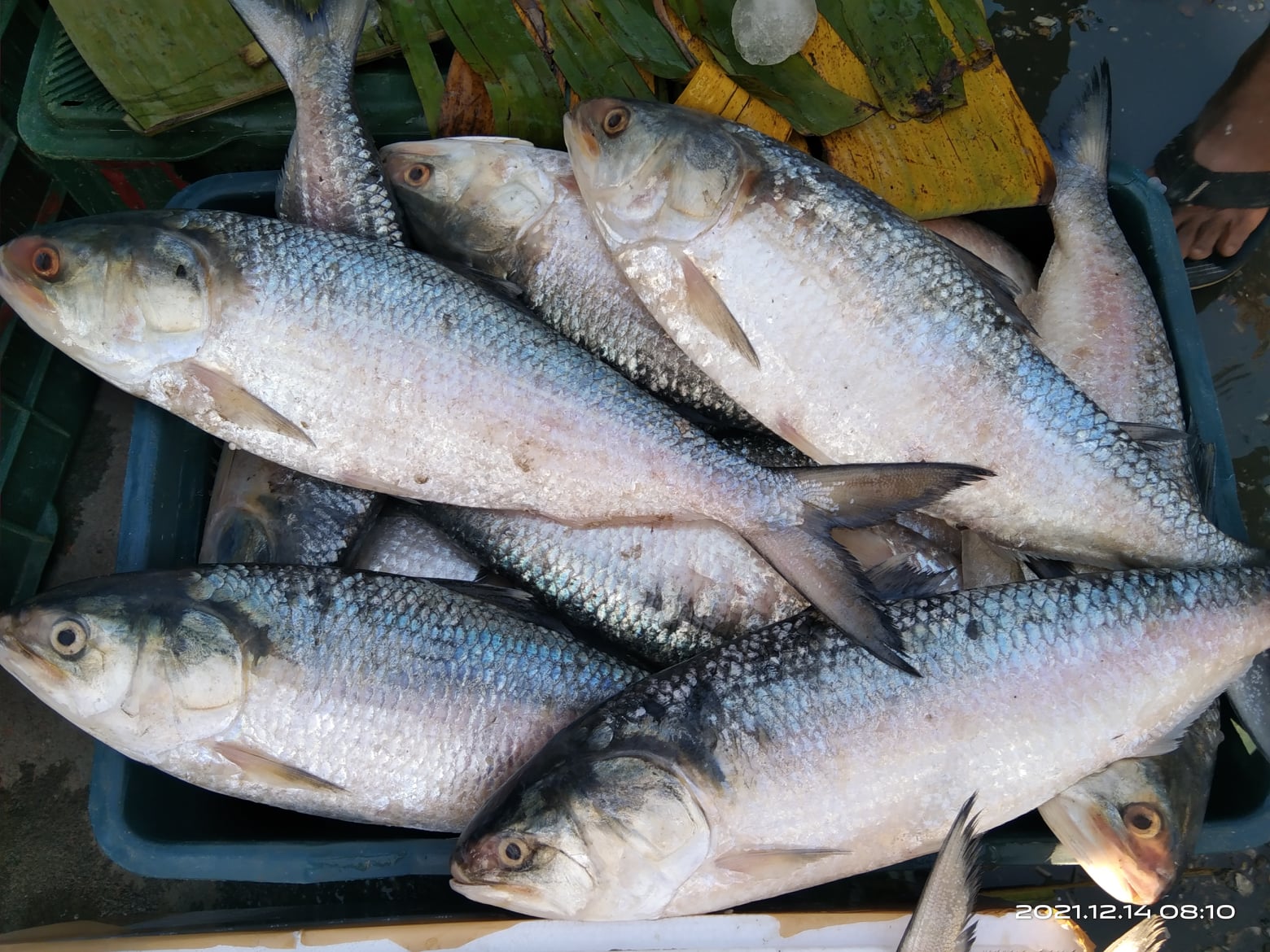 Sayeed Fish market in chittagong | Chittagong