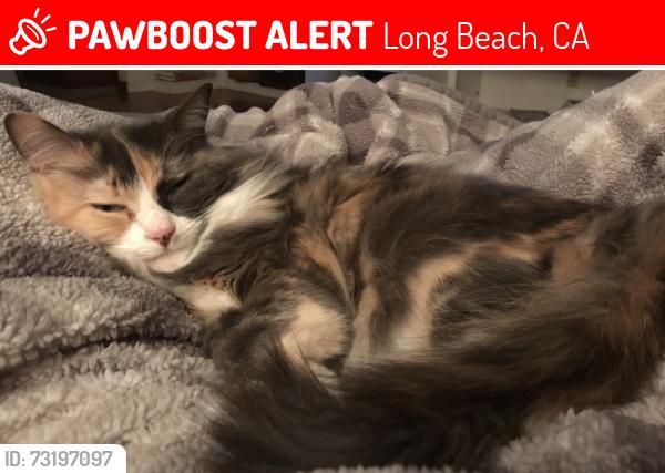🚨 Ninja was LOST July 26, 2026 in Long Beach, CA 90808 near