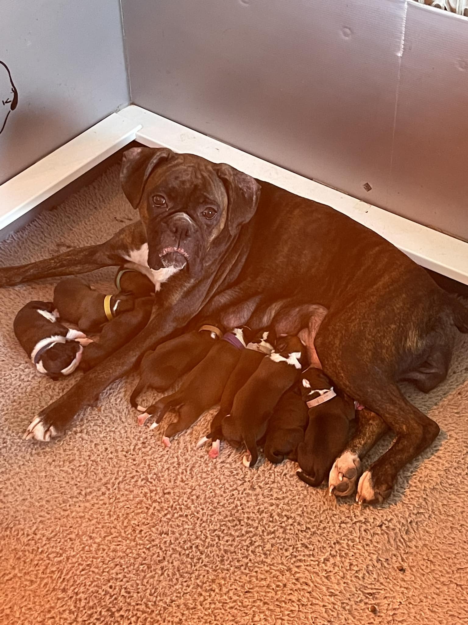 Grandview - Momma n babies doing great!! Annie/Cupid | Facebook