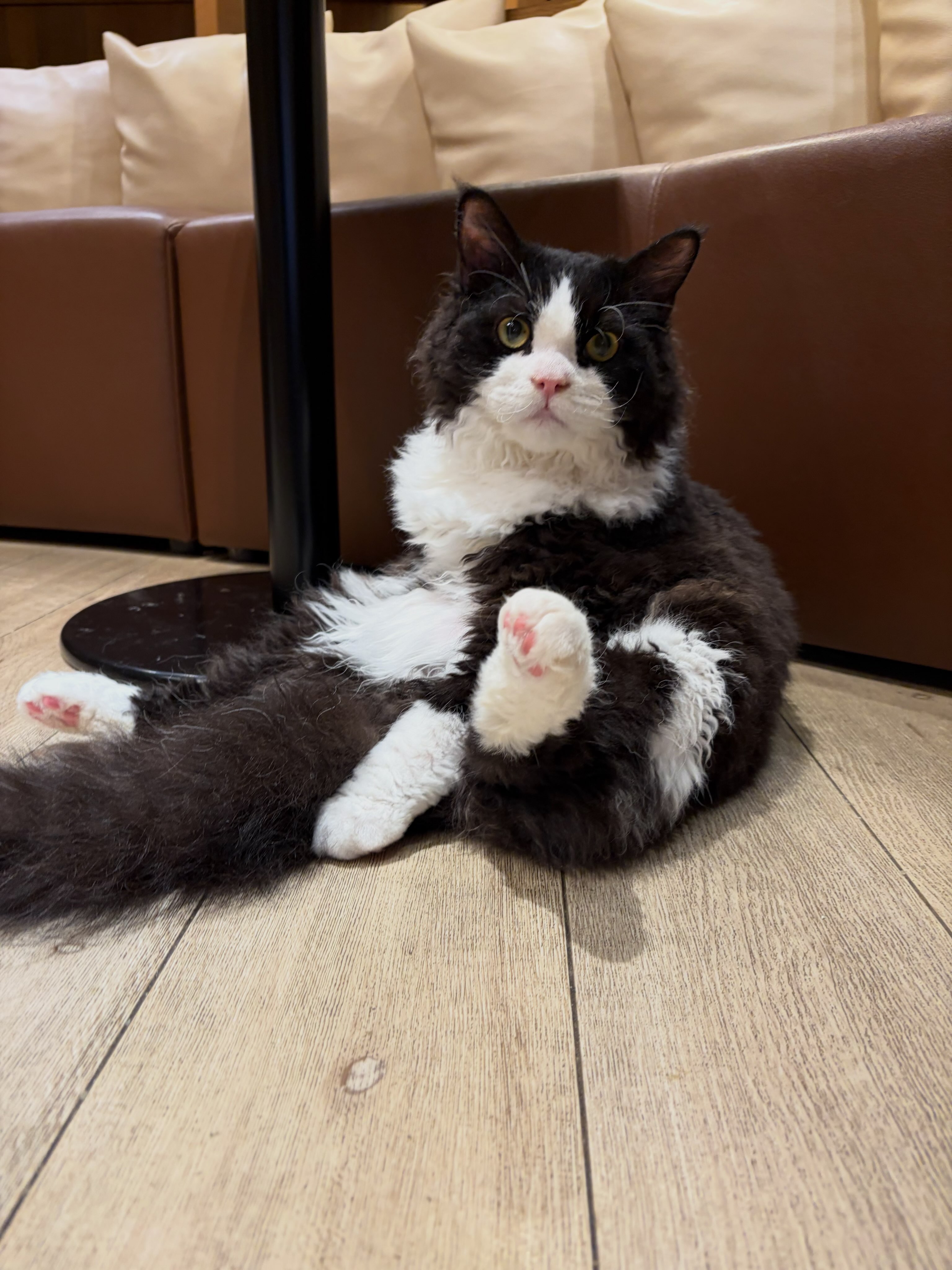 猫カフェモカ池袋本店（Cat Cafe MOCHA Ikebukuro Main Store