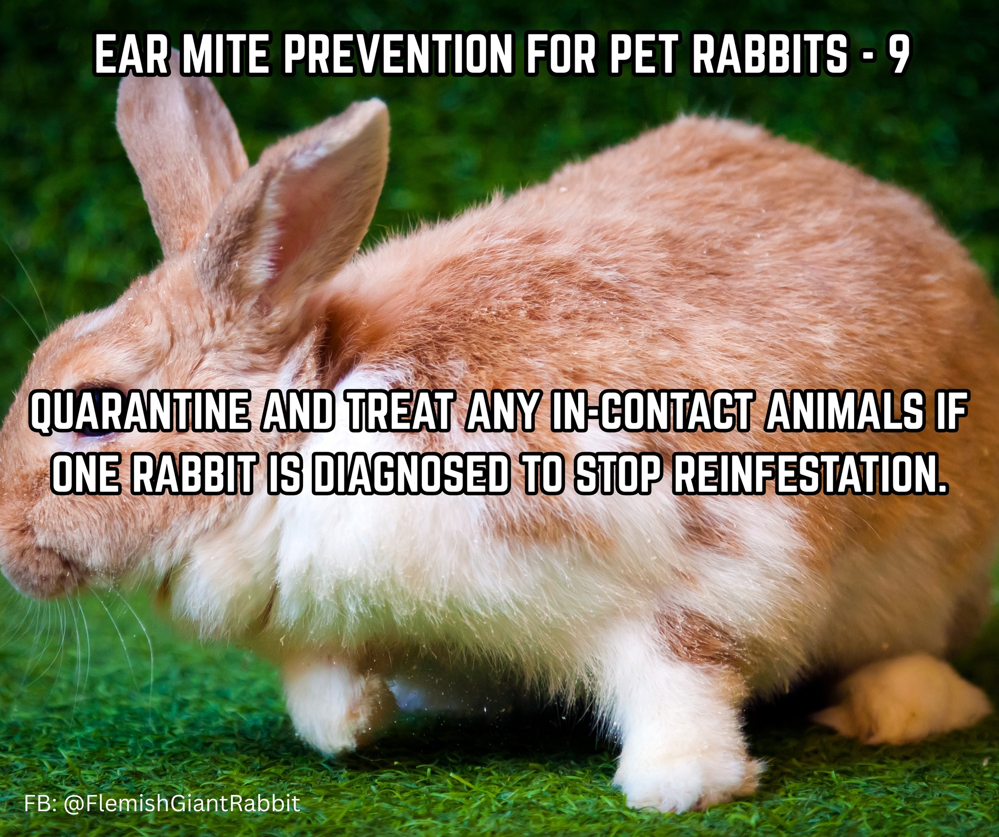 Flemish - Ear Mite Prevention for Pet Rabbits Part - 9 | Facebook