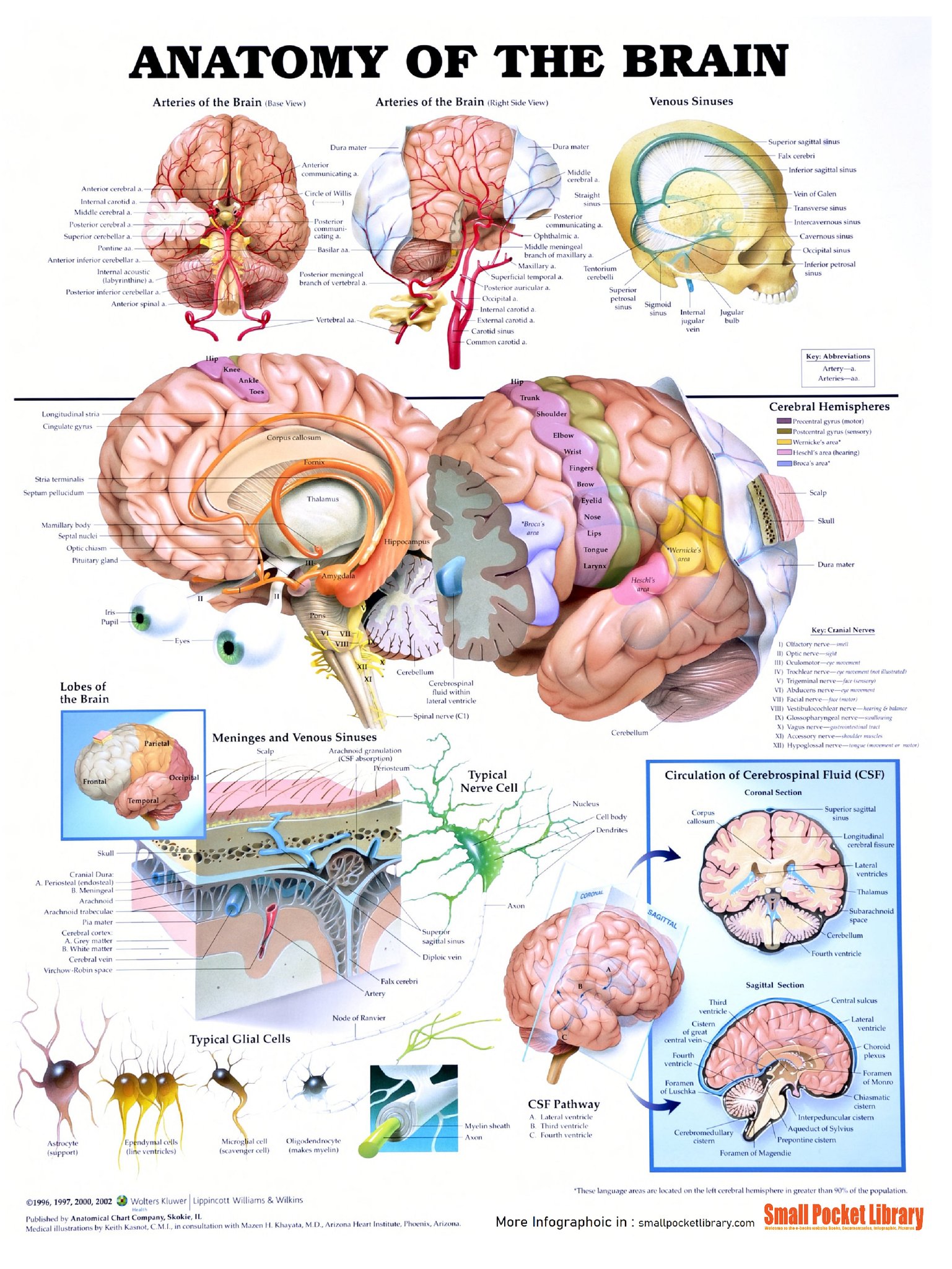 Human Anatomy Group | Anatomy of the Brain by Small-Pocket-Library ...