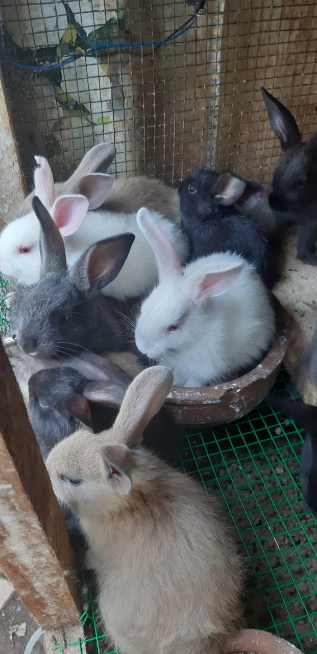 Tutu Rabbit for sale in sri lanka