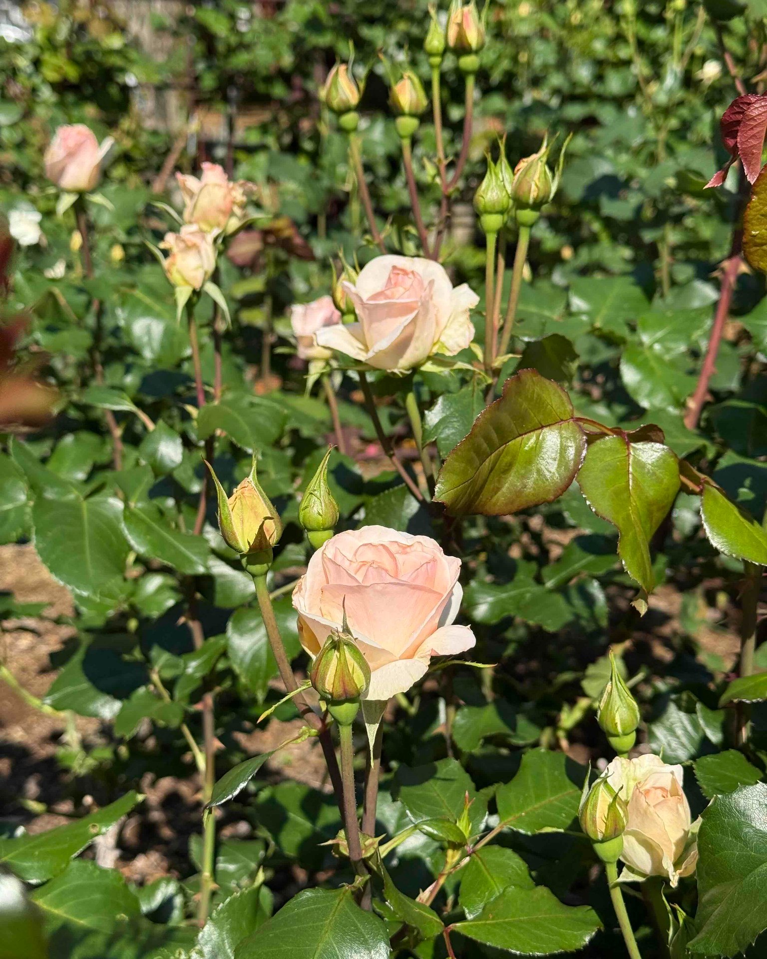 芸術の森公園】 2026年5月2日のバラ園の開花状況です。 全体としての